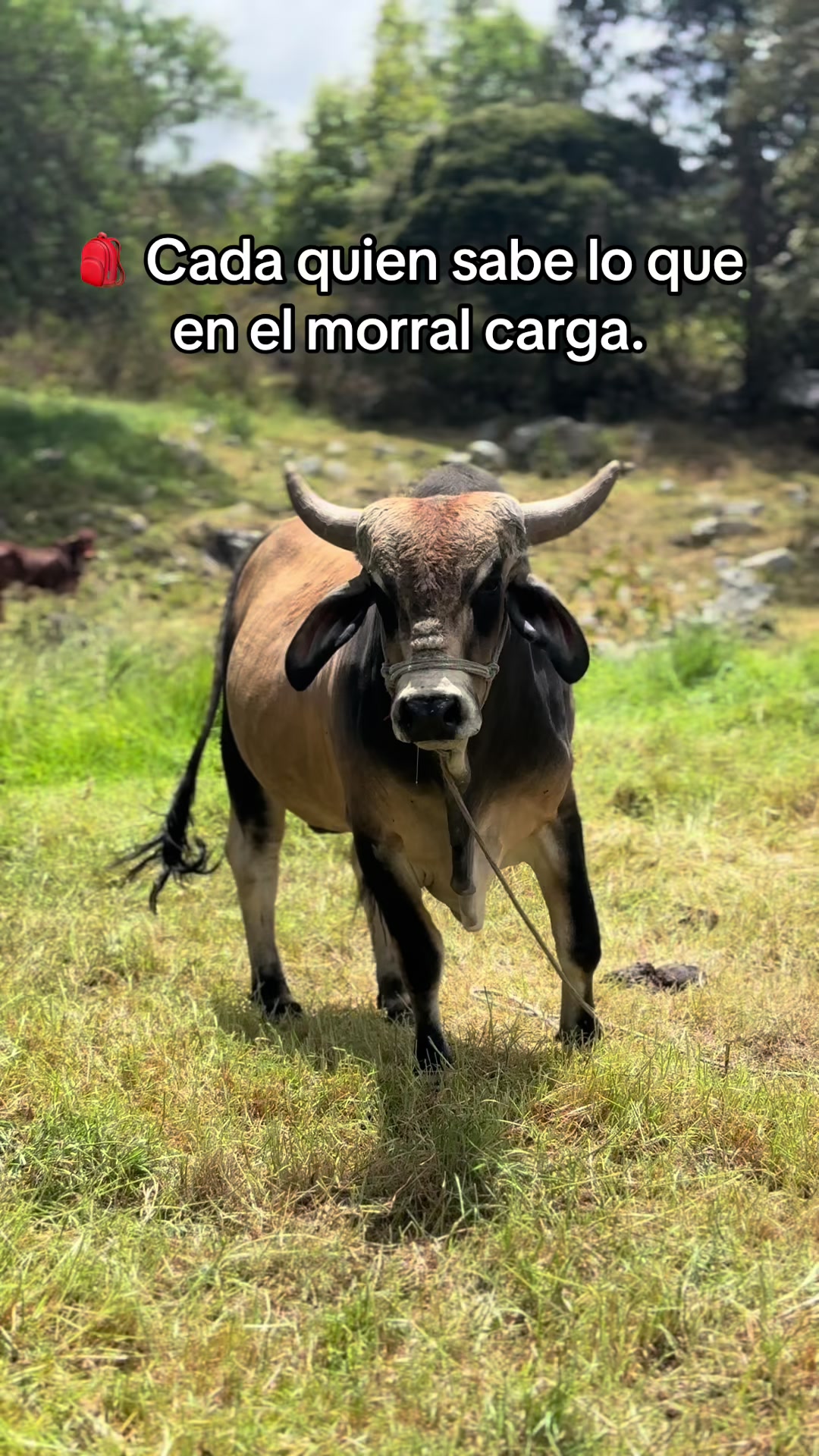@MiGanado-Boyacá