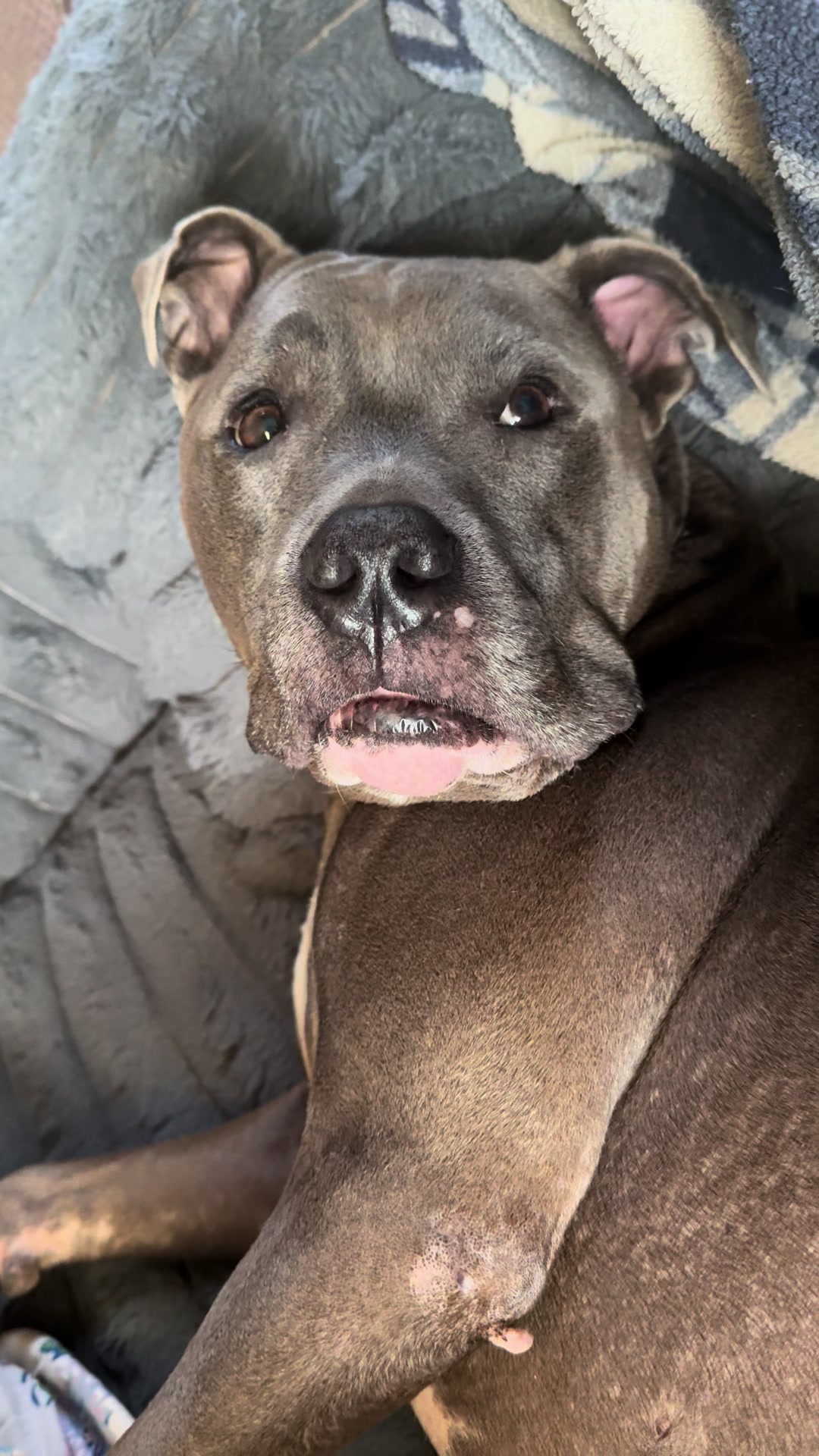 @Pittie Mom