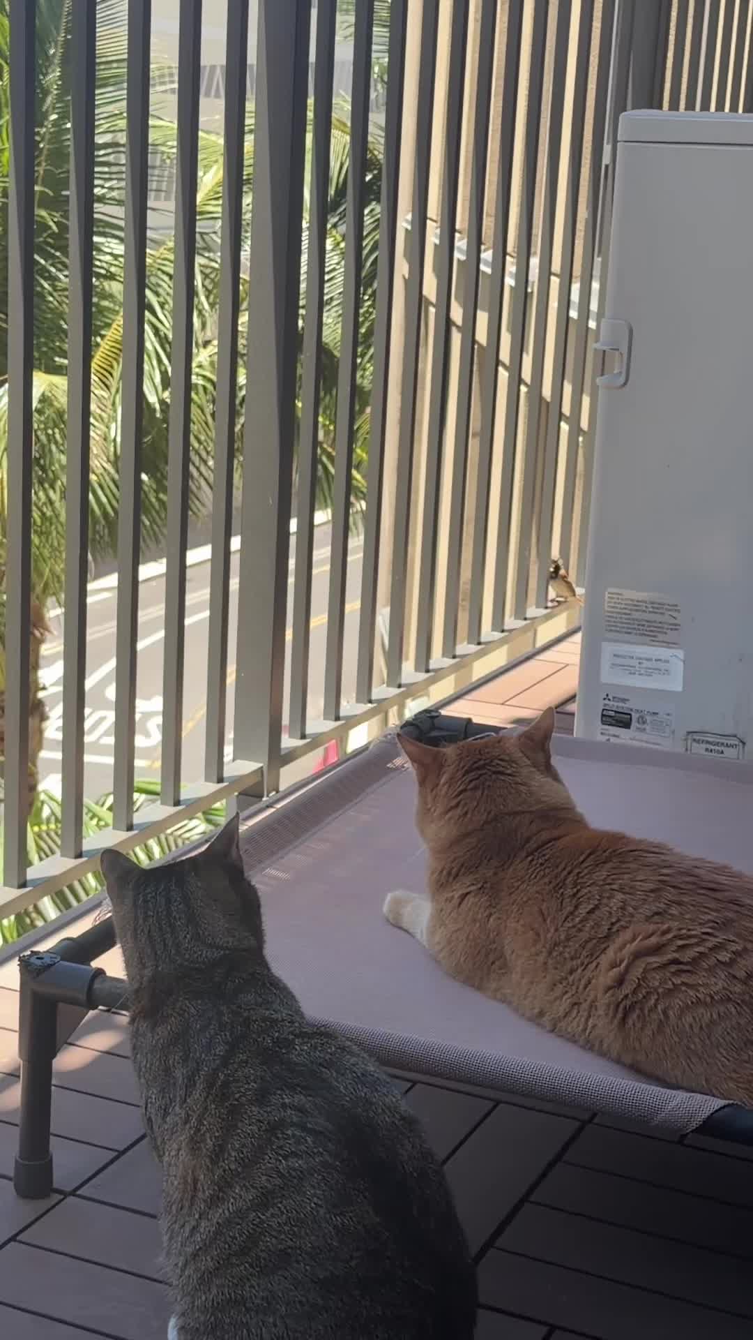 @OBtoebeans&Luna