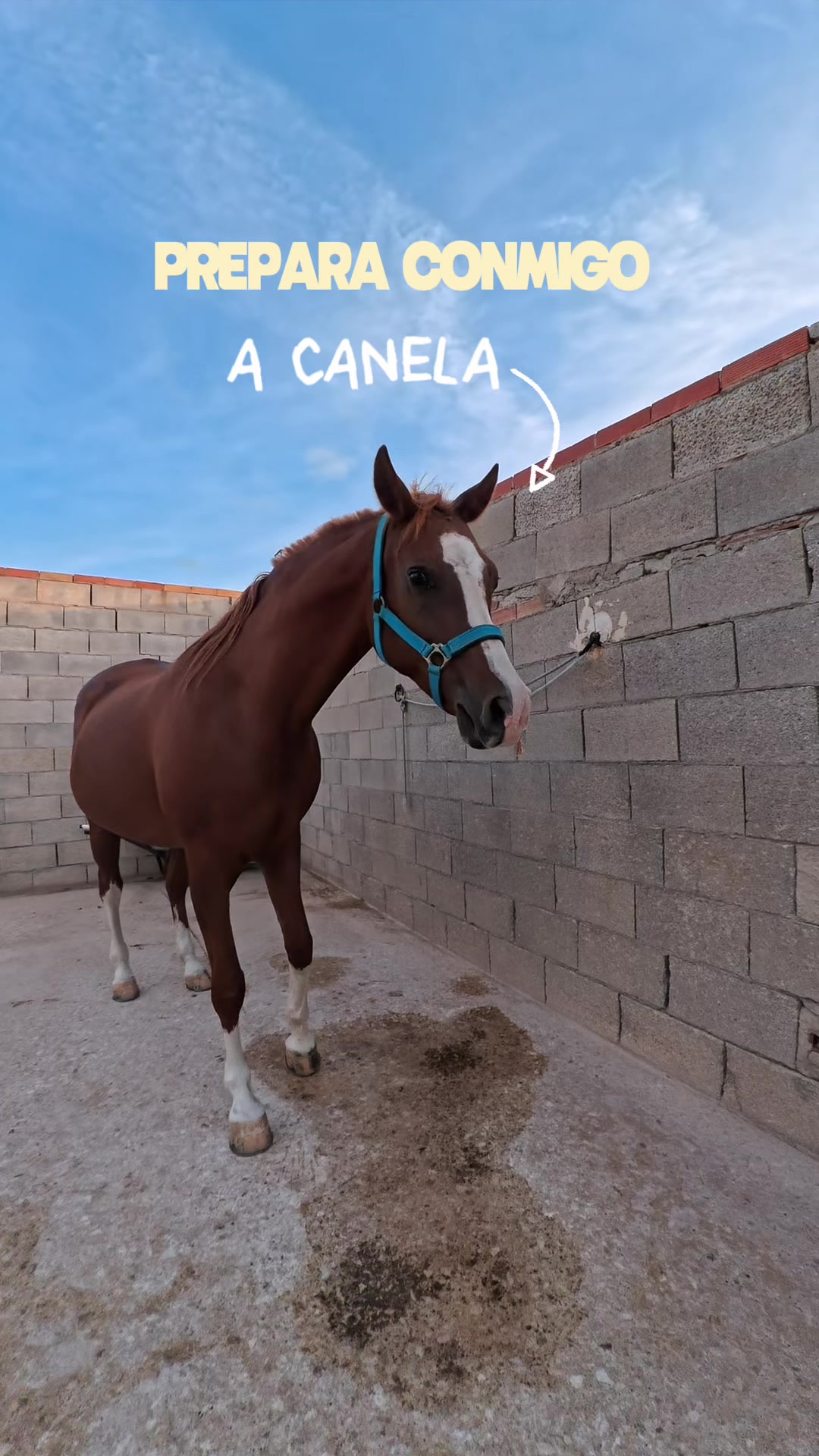 @MyHorse