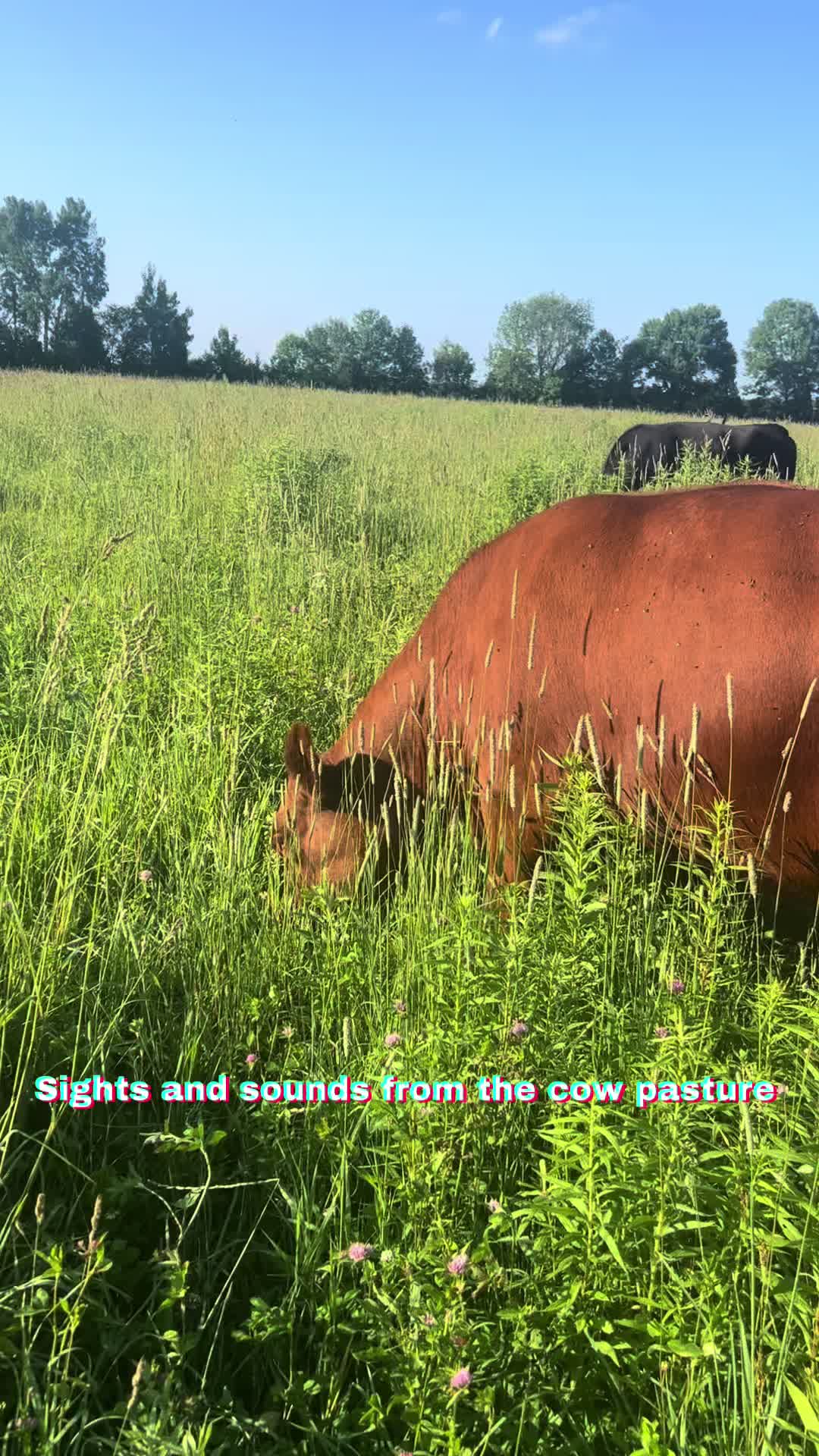 @littlesandycreekfarm
