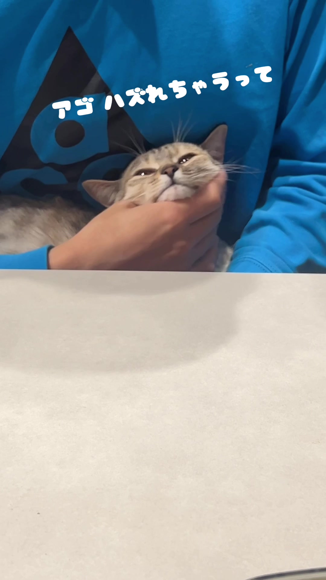 @飼い主とネコたち