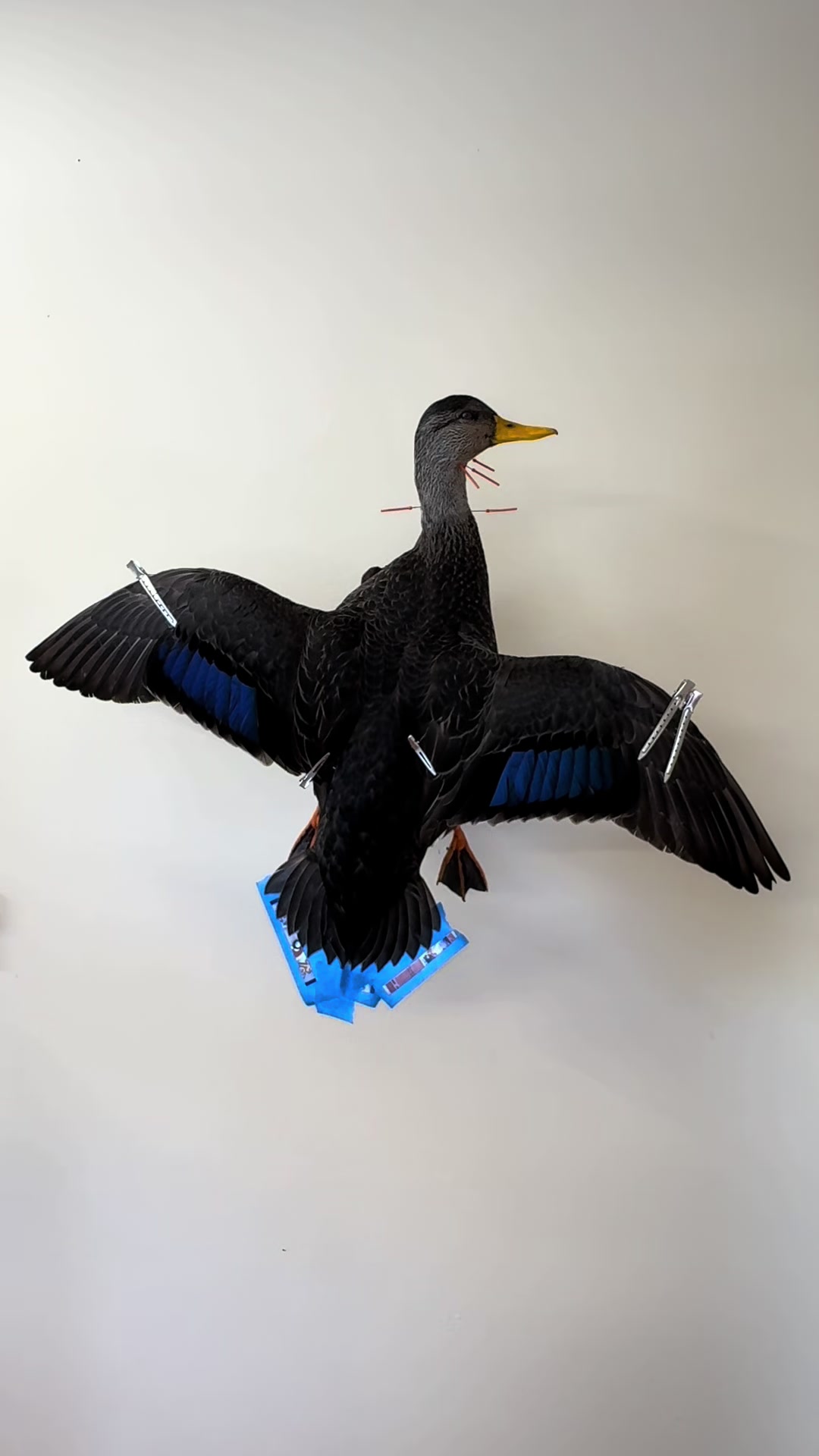 @Rob A Goose