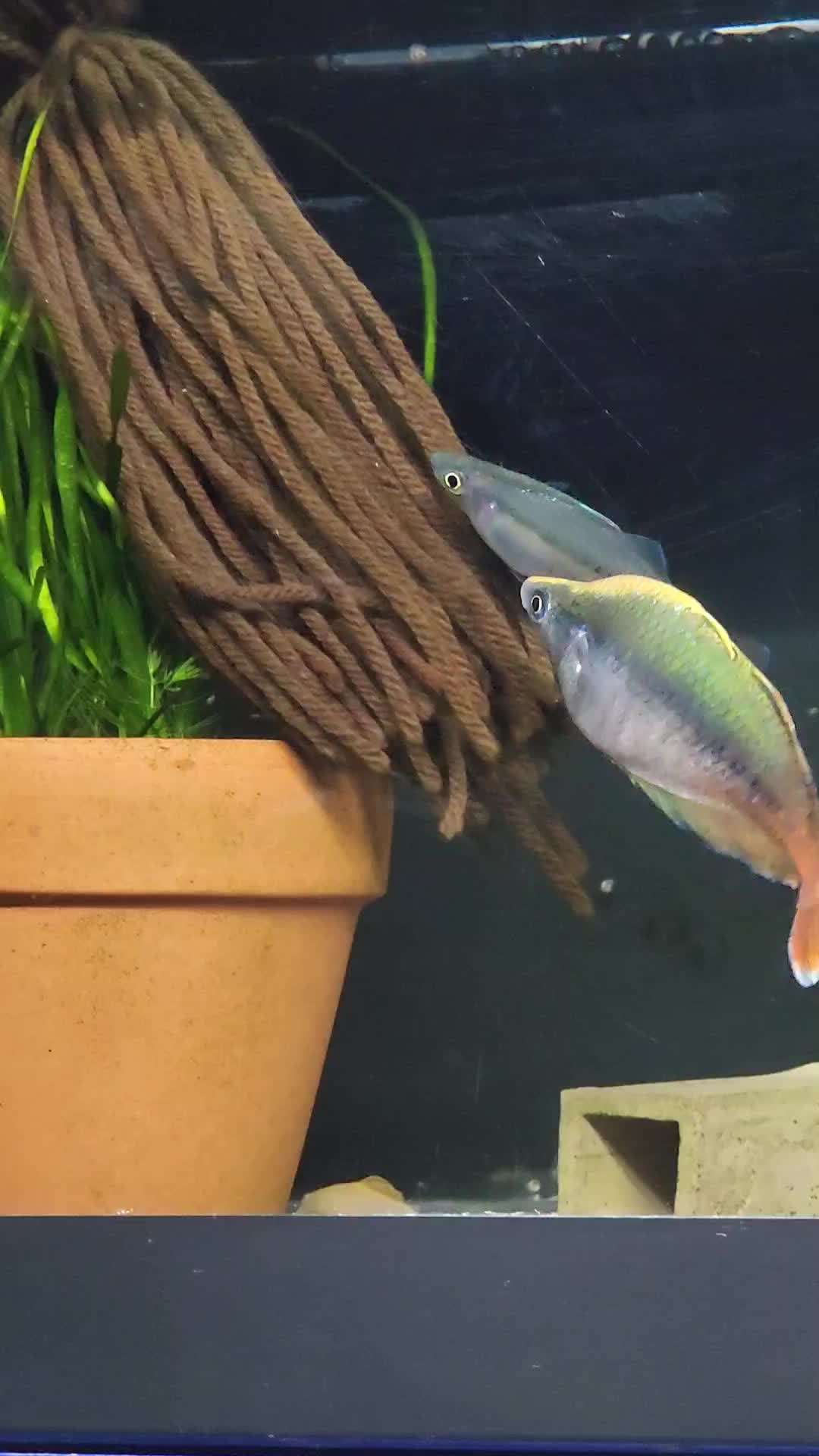 @voyeurs of aquatics