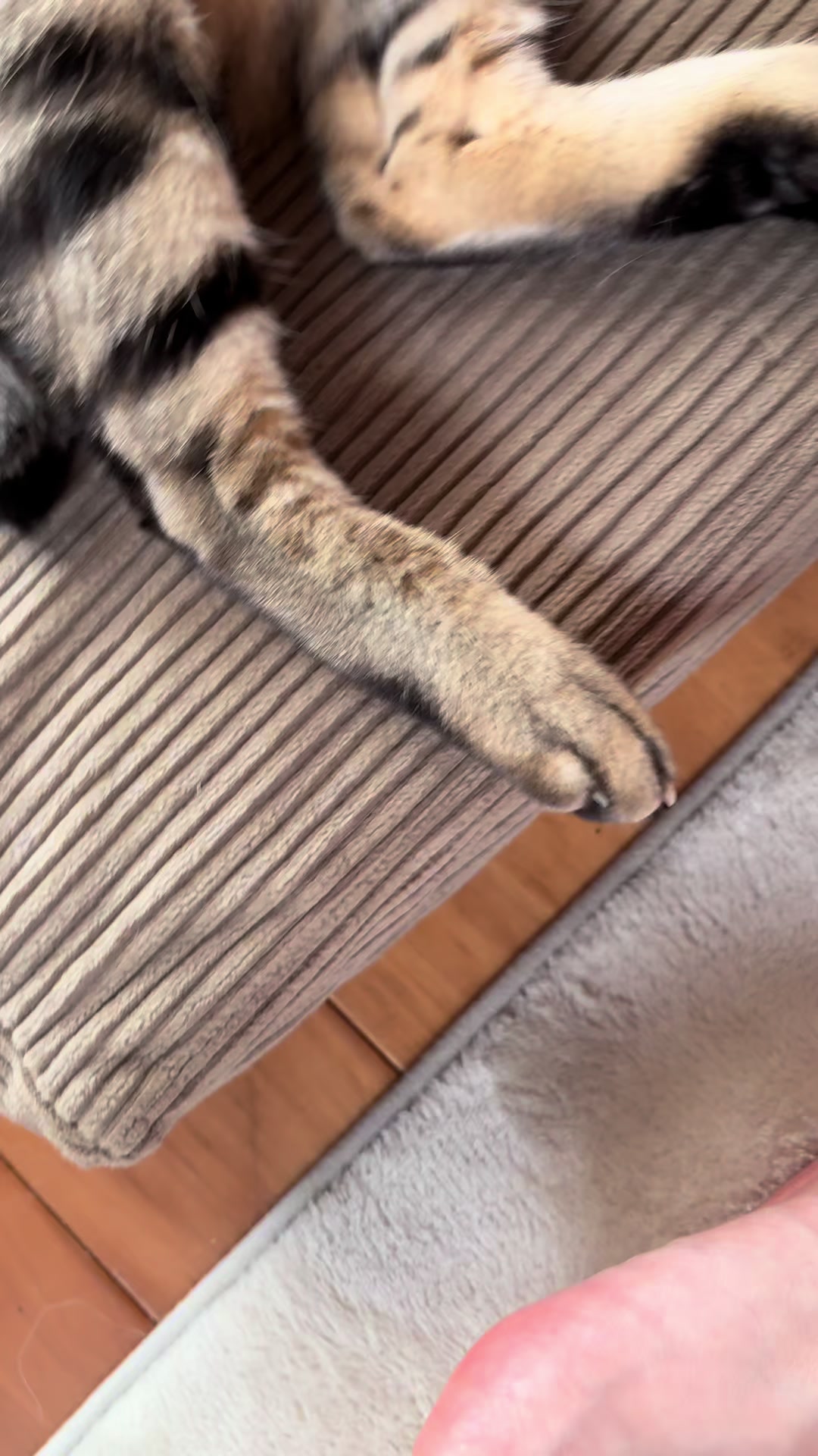 @ねこぷにもふ|ホワイトシェパードのハクちゃん