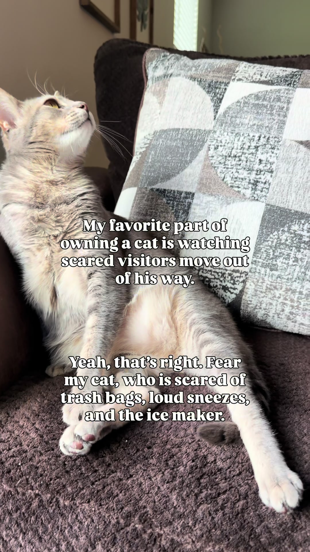 @Pepper the Rescue Cat 🐈⬛