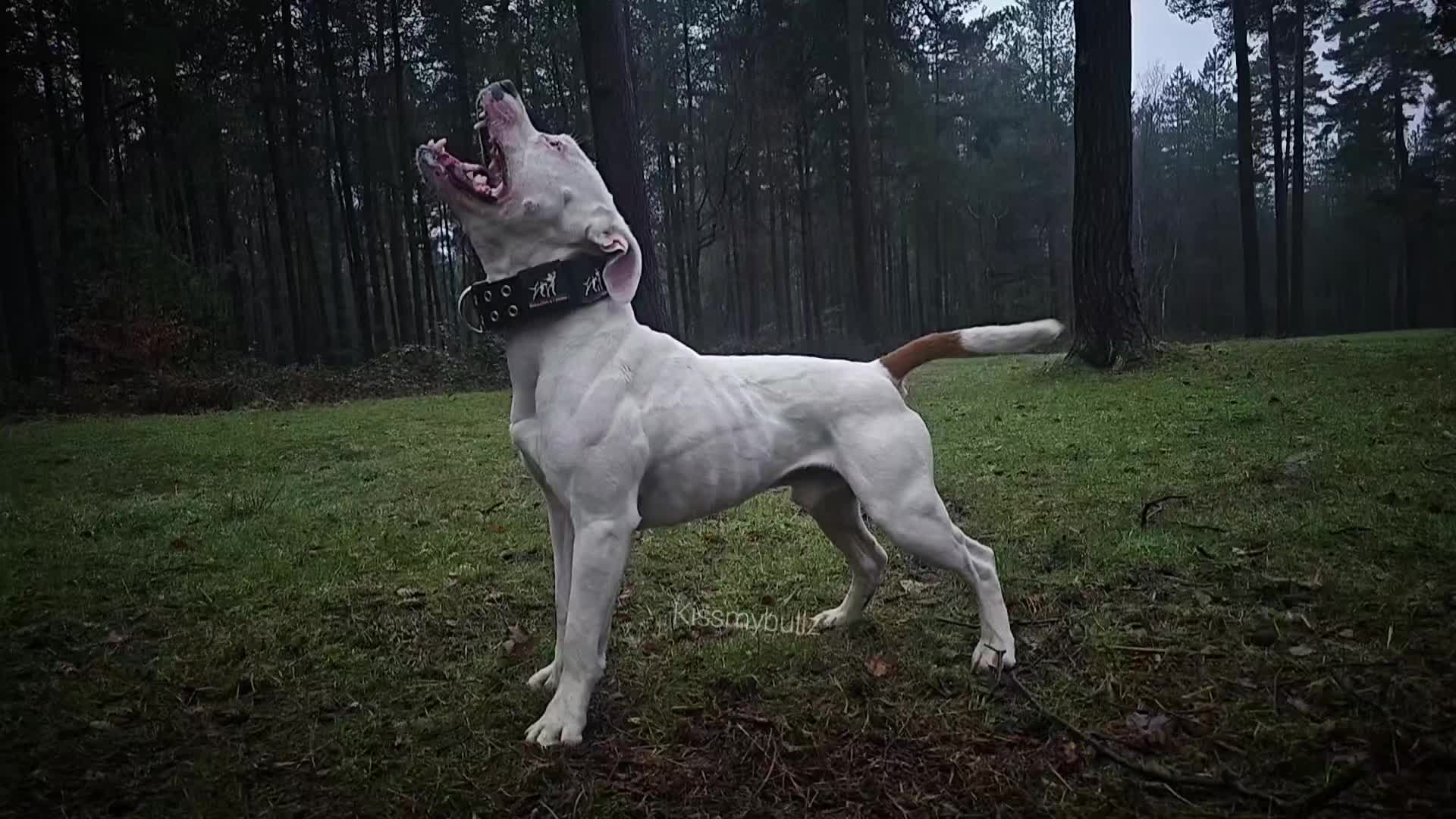@kissmybullz