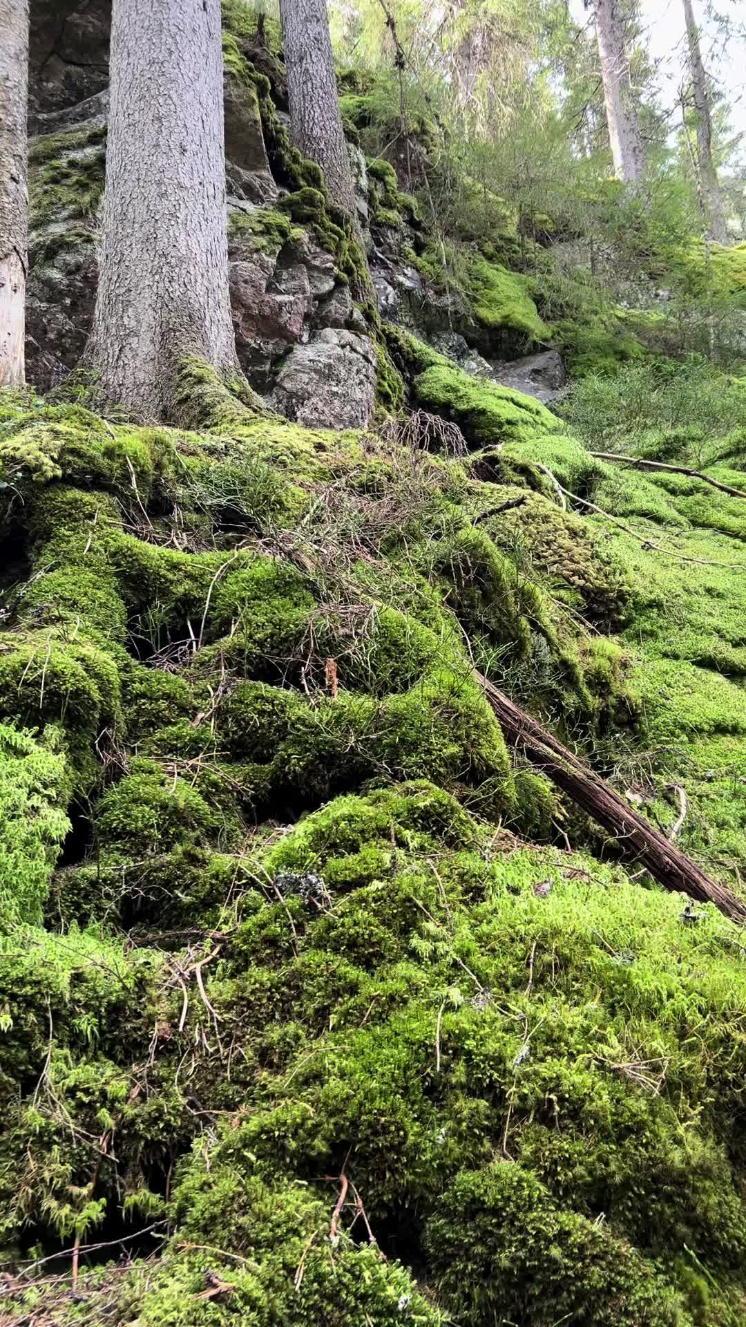 @Skogsdis