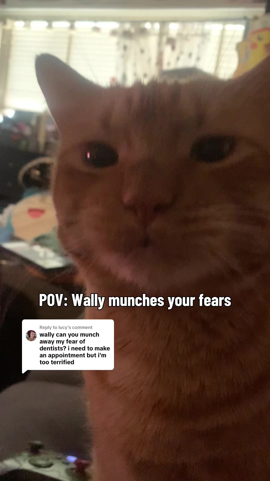 @diycatgeek (Wally & Howl)