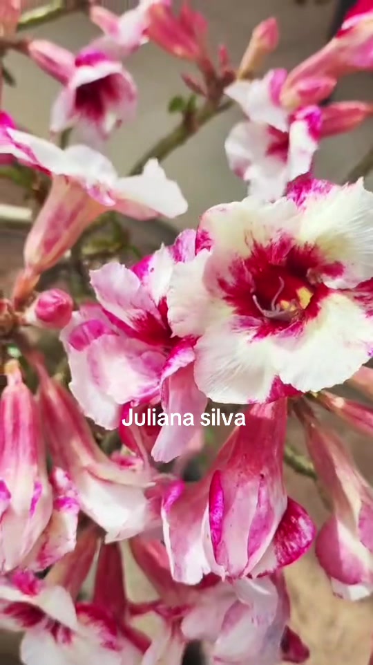 @Juliana silva