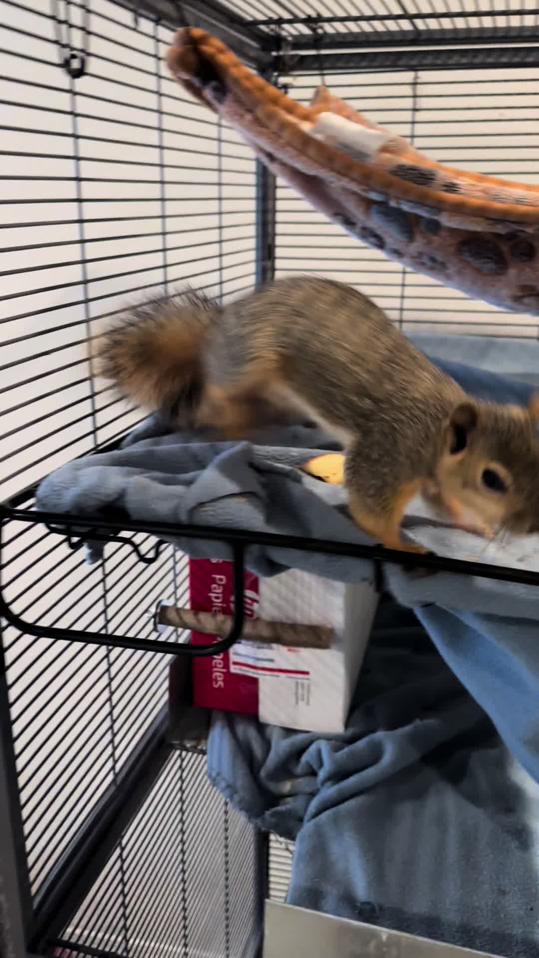 @Squirrel Guy