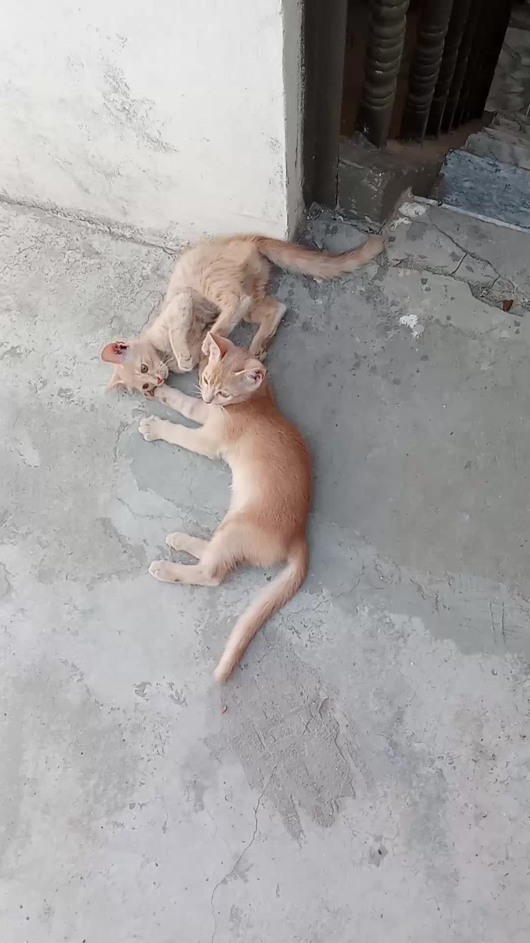 @cutecatlover8172