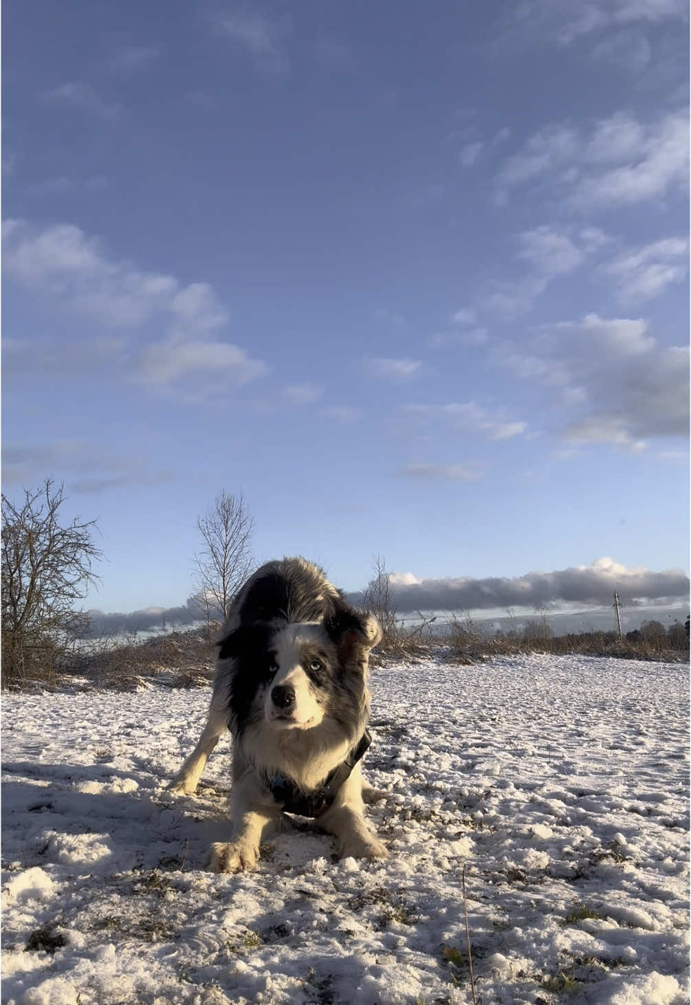 @elisathebordercollie