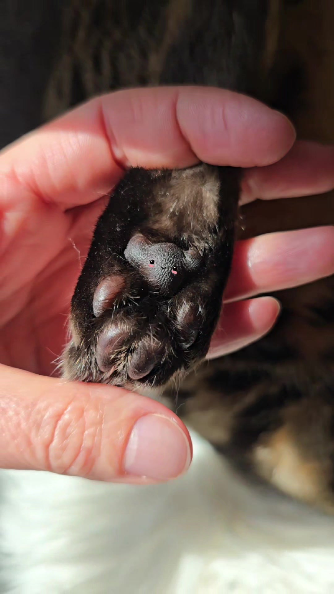 @Paris the Bengal cat