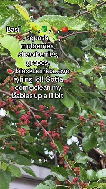 @Butterfly Gawdess Shop, LLC.