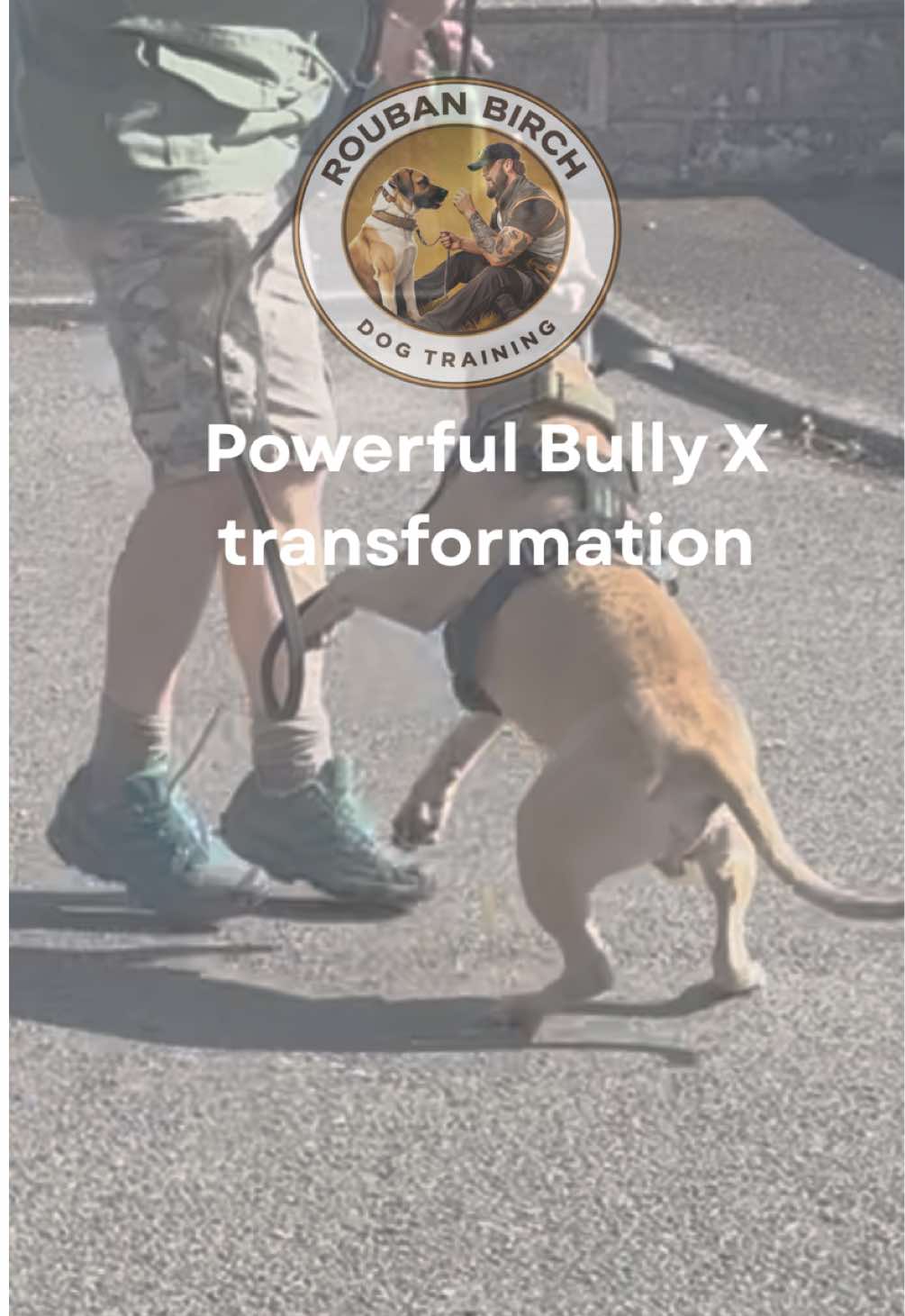 @rbdogtraining