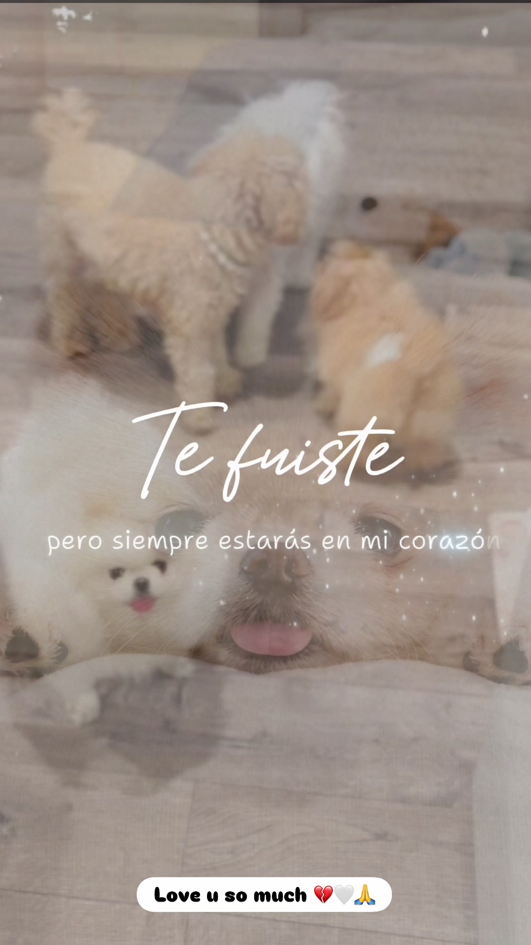@pupsrepublicusa