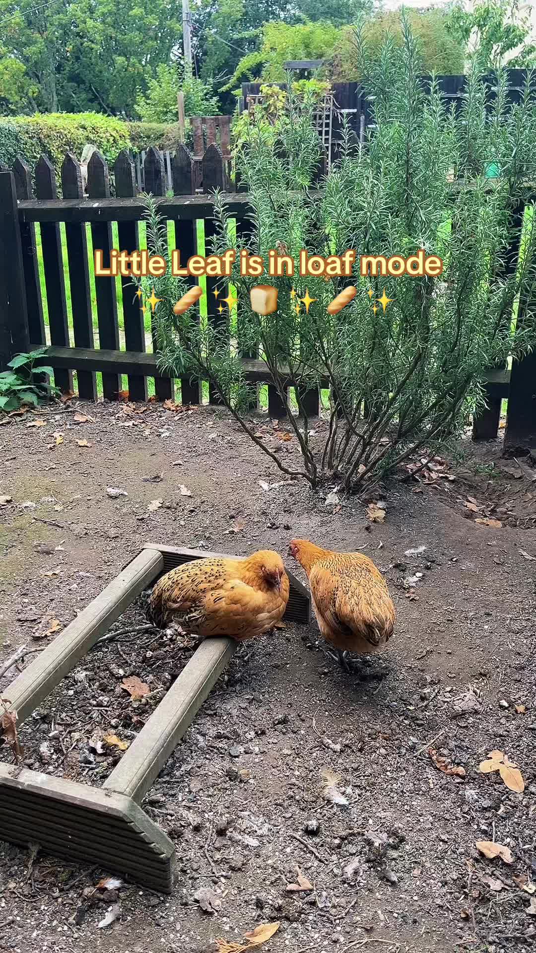 @Kerry and the chickens