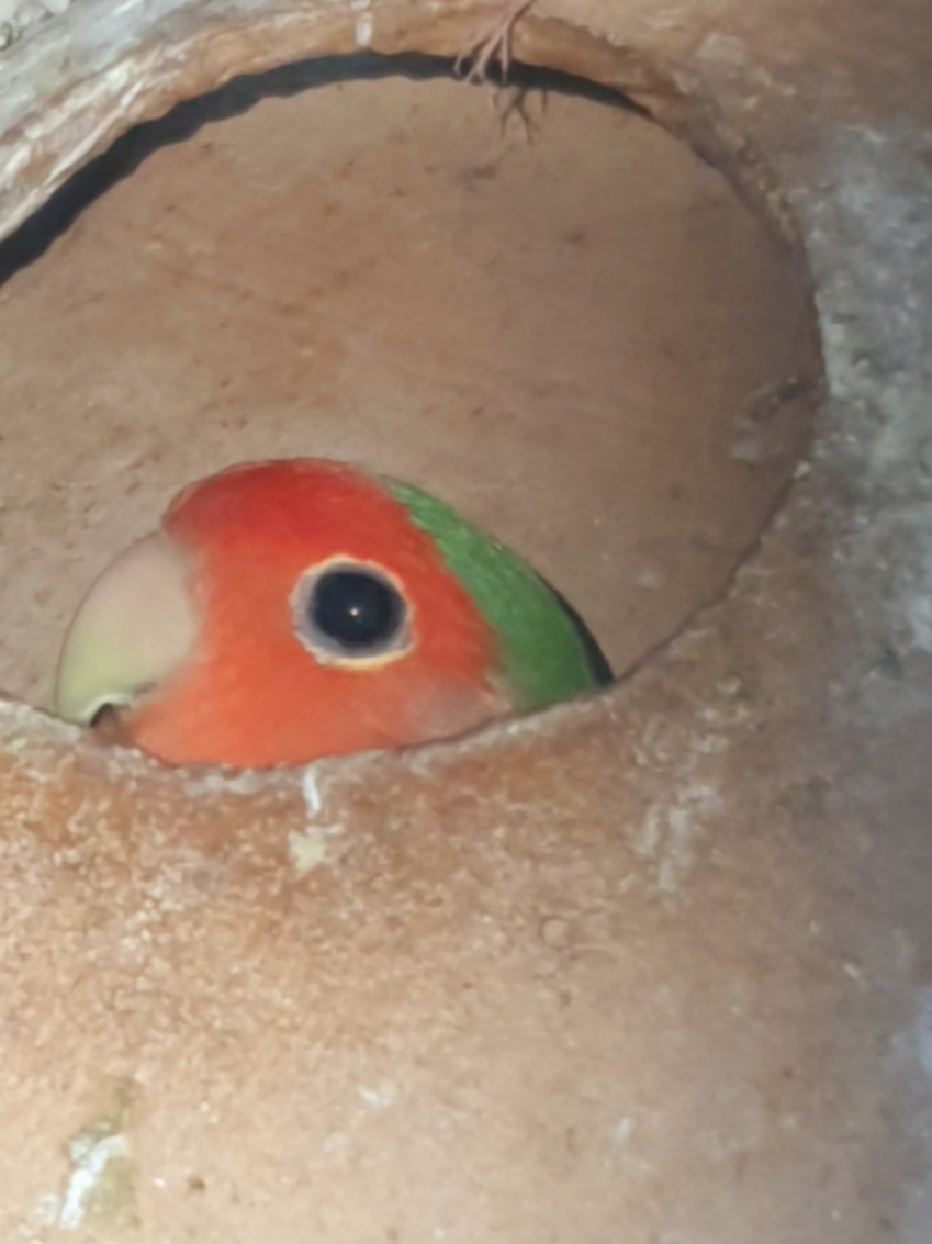 @B for birds