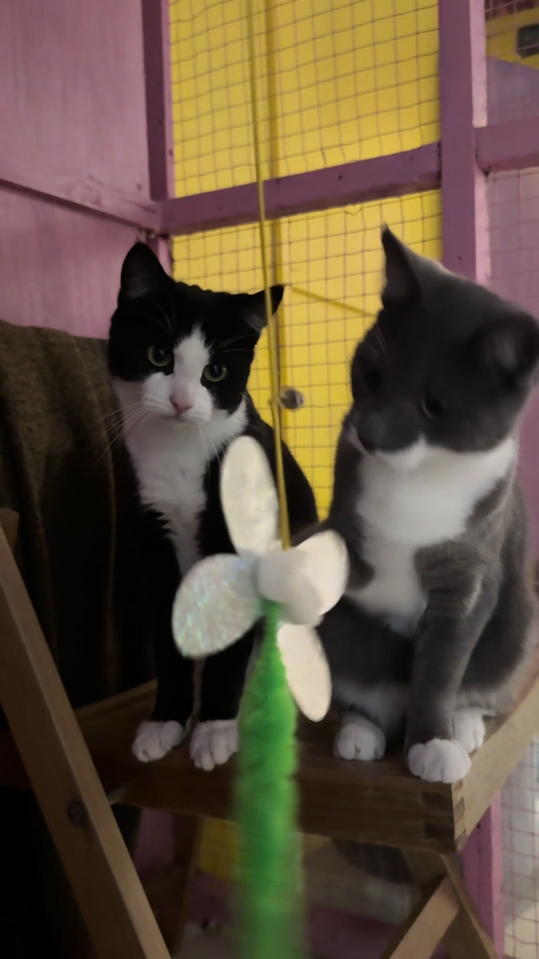 @swalecliffecattery
