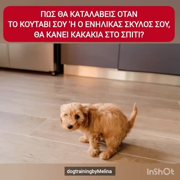 @dogtrainingbymelina