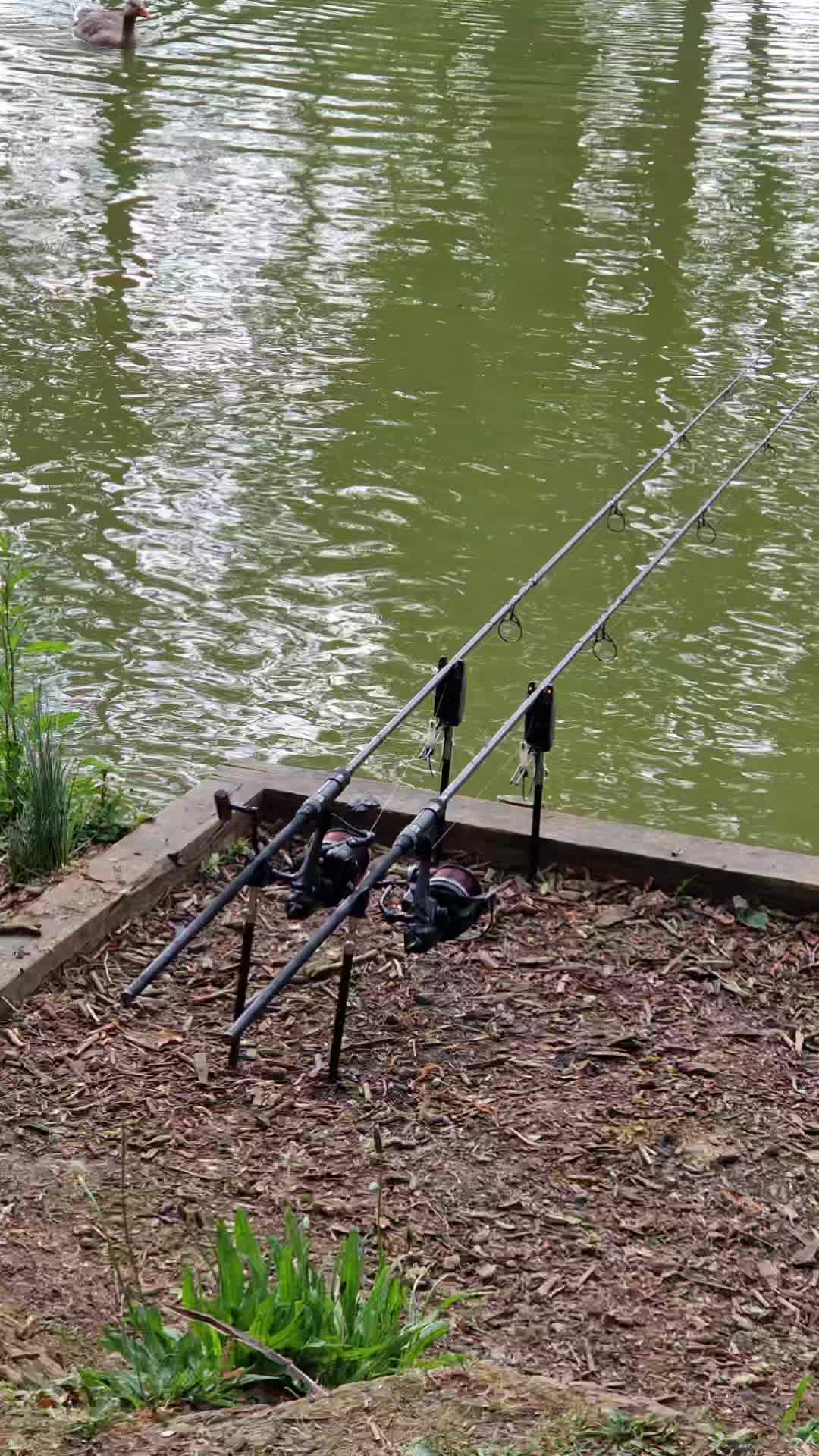 @Carpy Brez