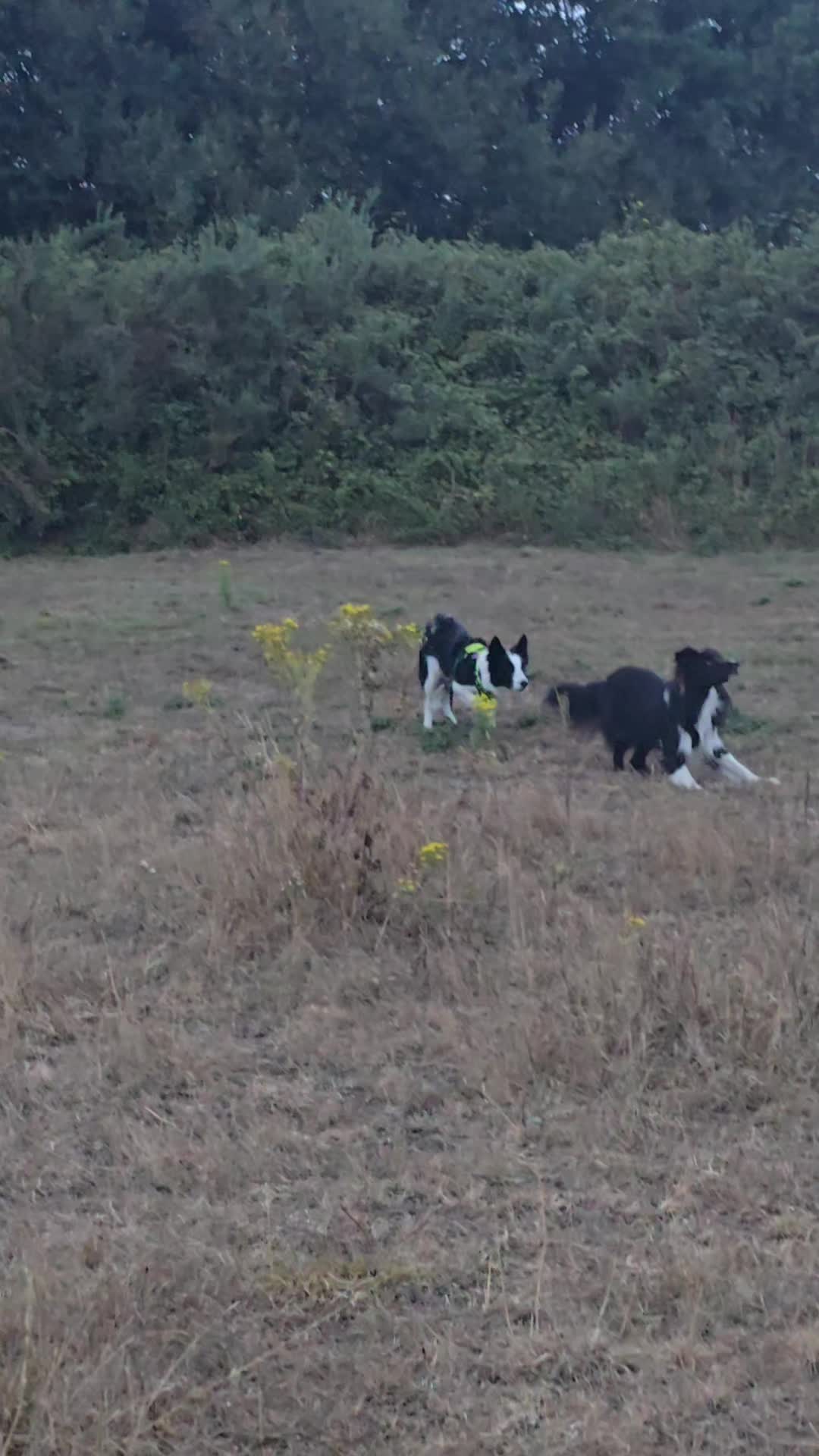 @dAnieLE y Sasha