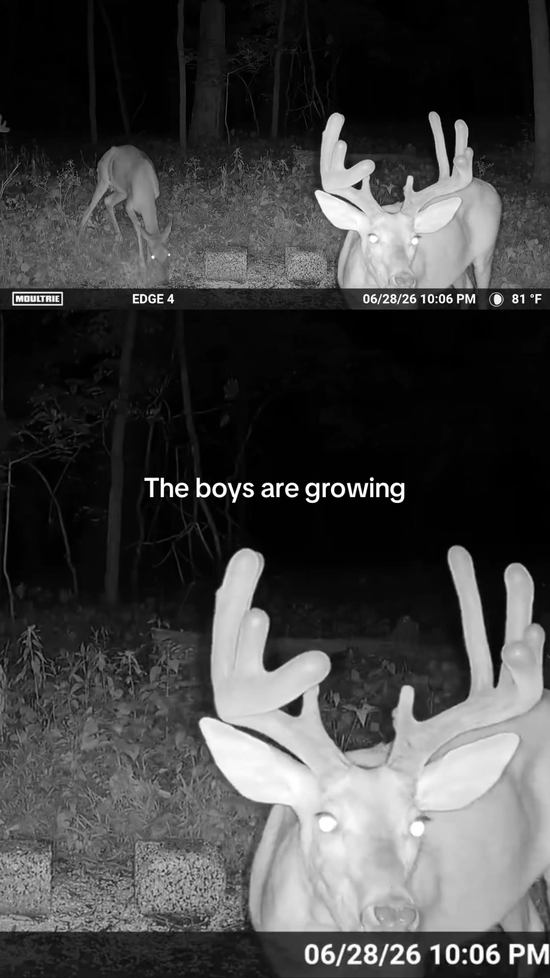 @Moultrie