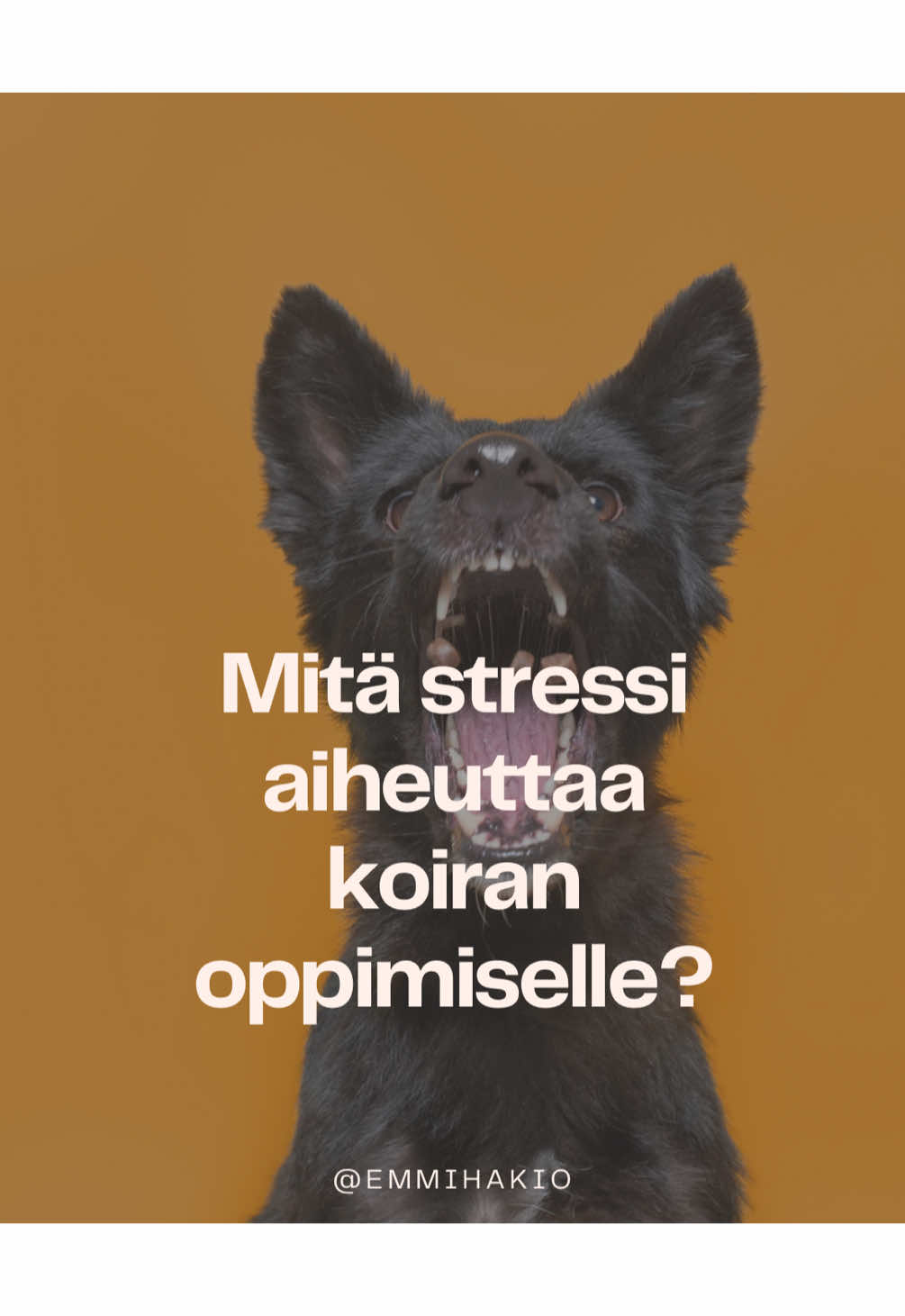 @Emmi Hakio