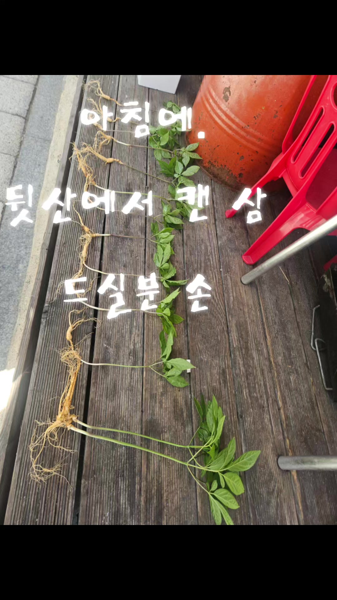 @🦜막끌리네🦜