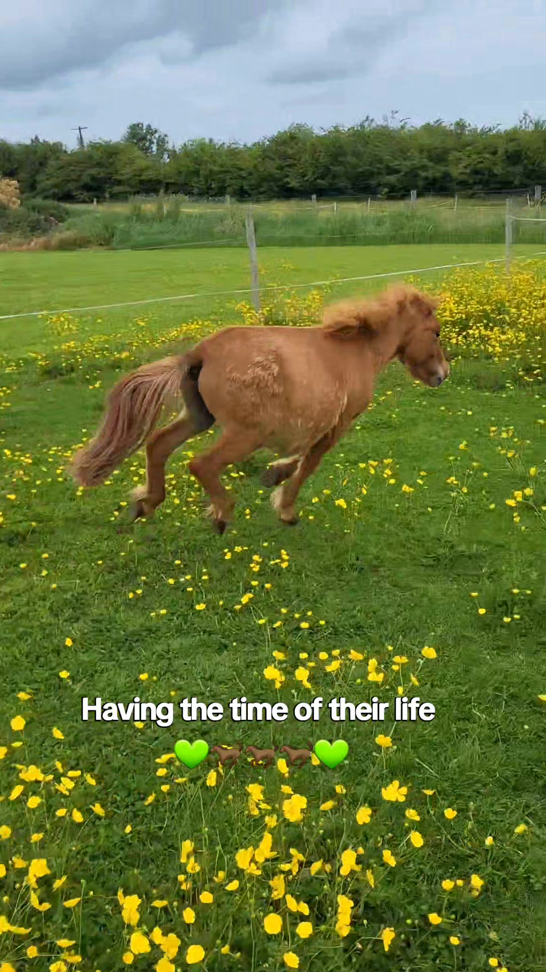 @BOB, TOFFY AND BAMBI