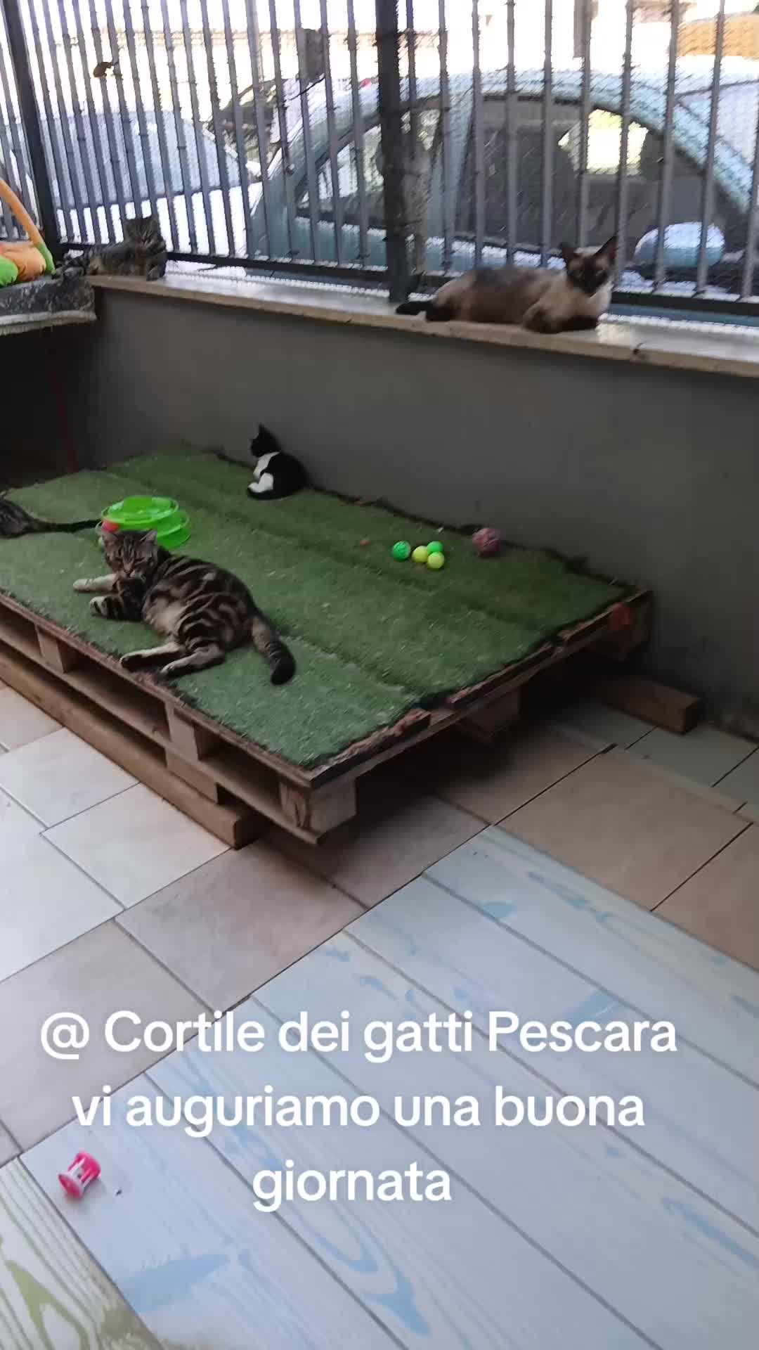 @@ Cortile dei gatti