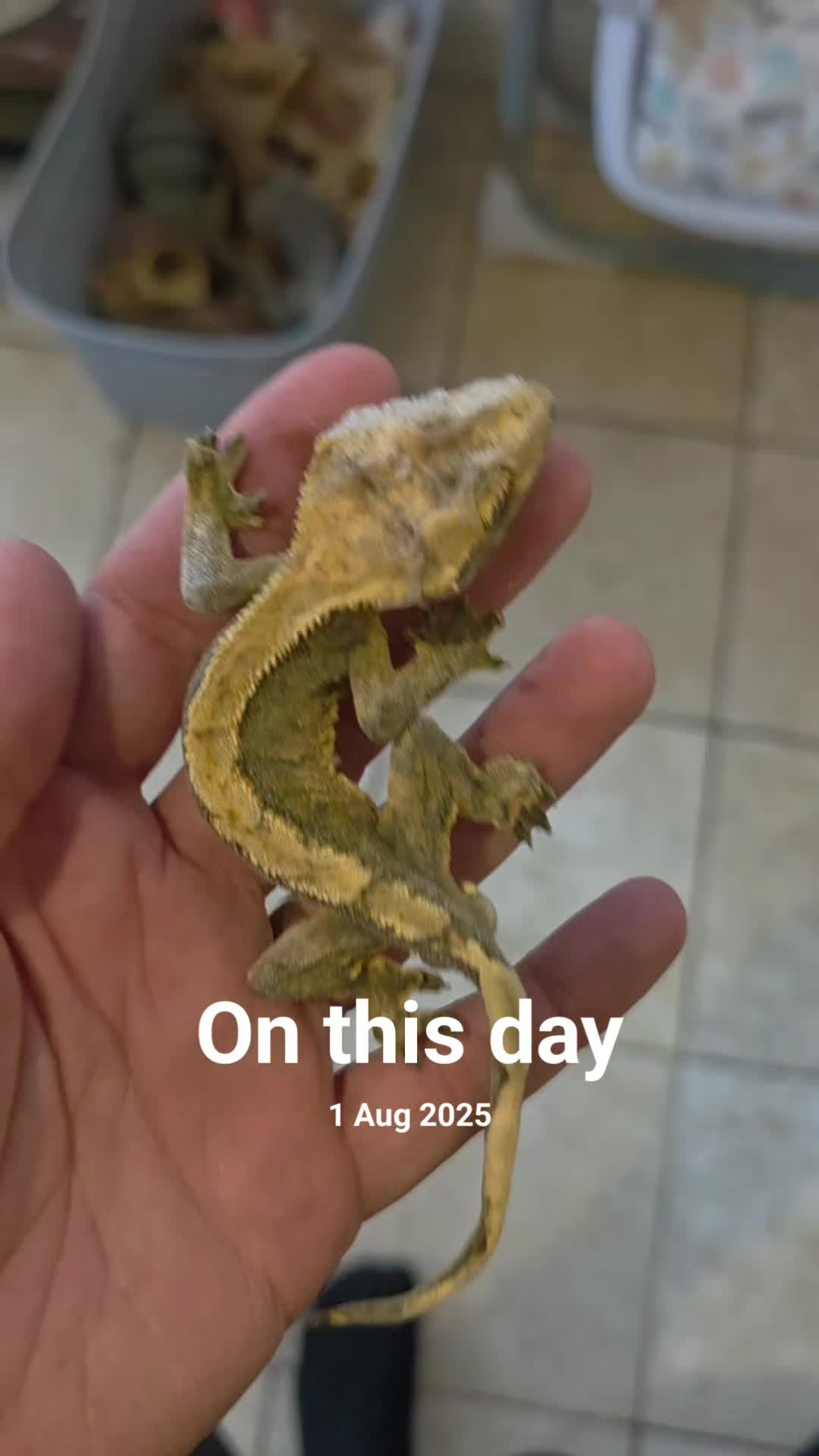 @T & N reptiles