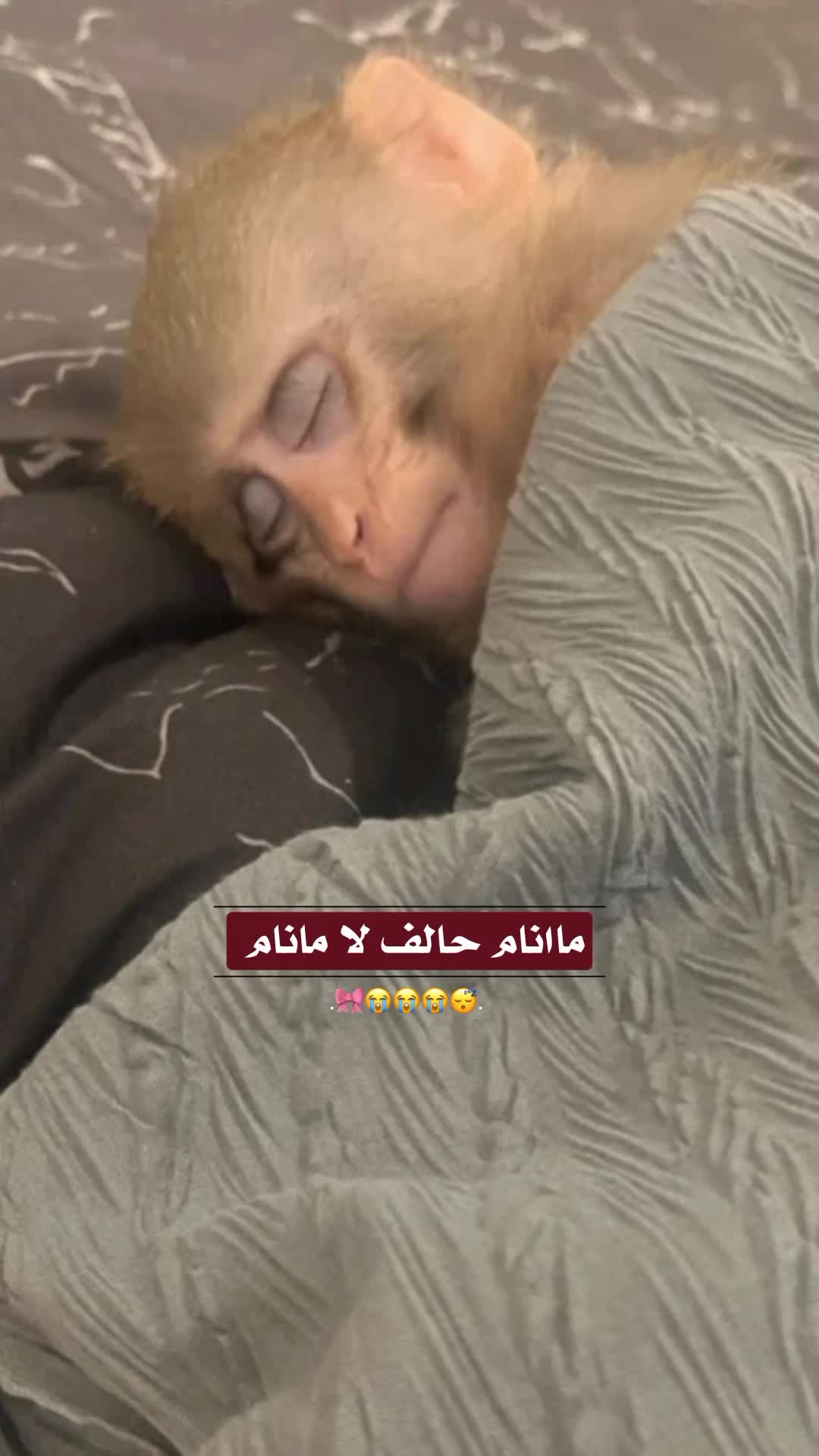 @بانِوﯡ  اﻟ 𓏺 اݪسوﯡݛيهۃَِ🎀؟.