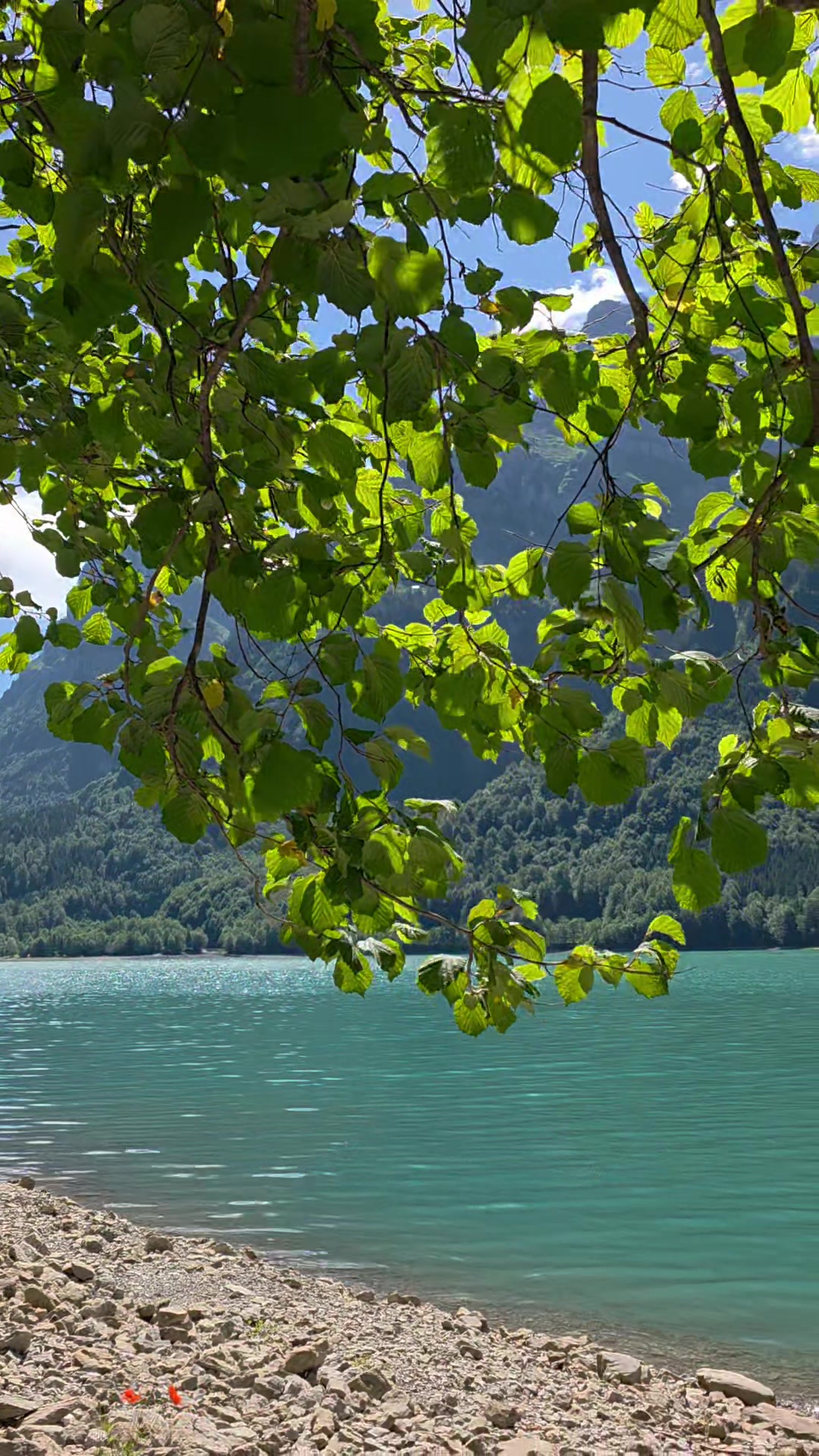 @🇨🇭🇨🇭Gr&uuml;nerKobold🇨🇭🇨🇭