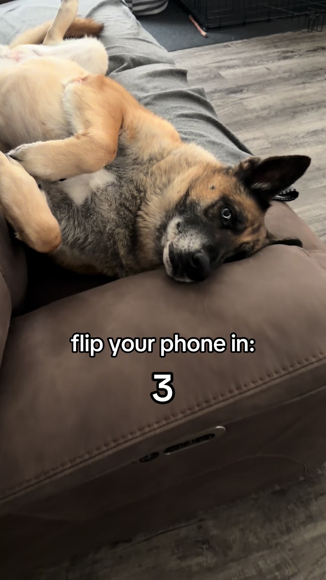 @elliemaeblueeyeshepherd