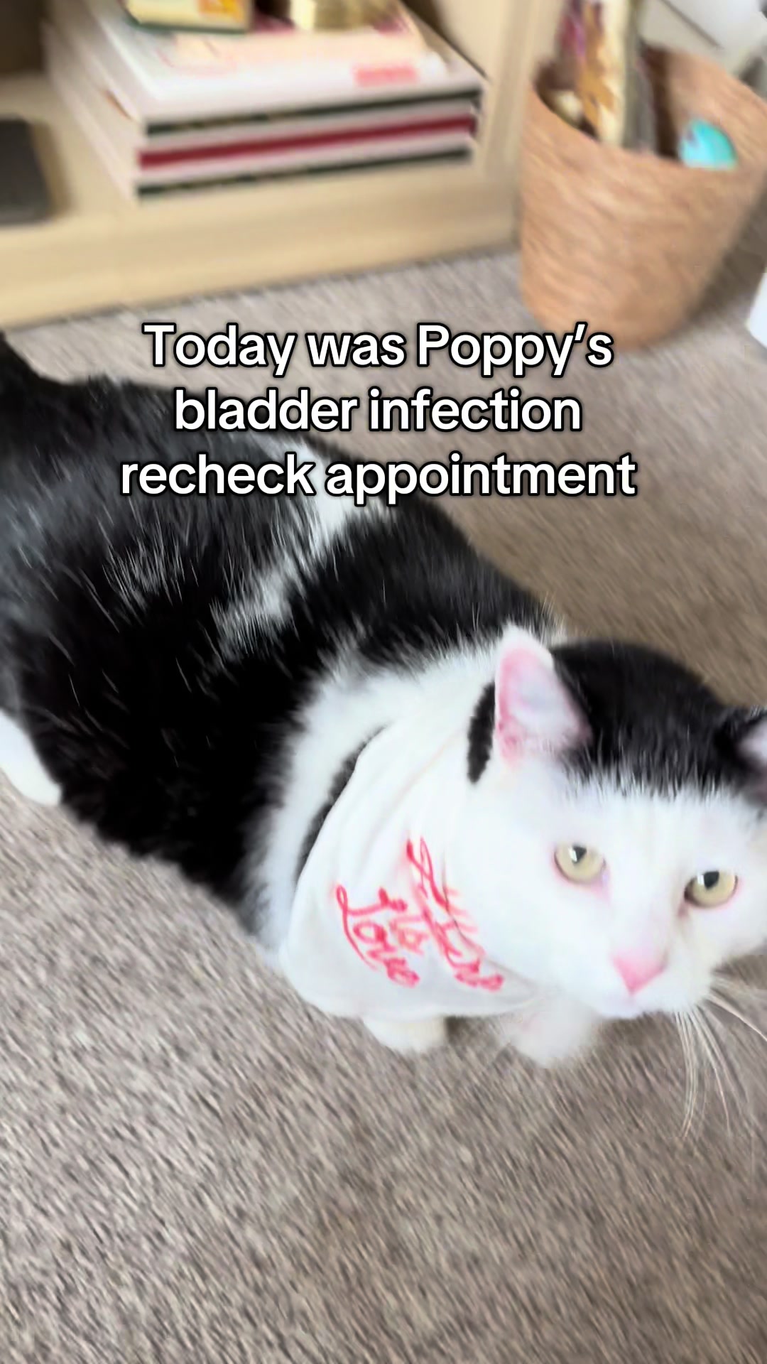 @poppytherescuecat_