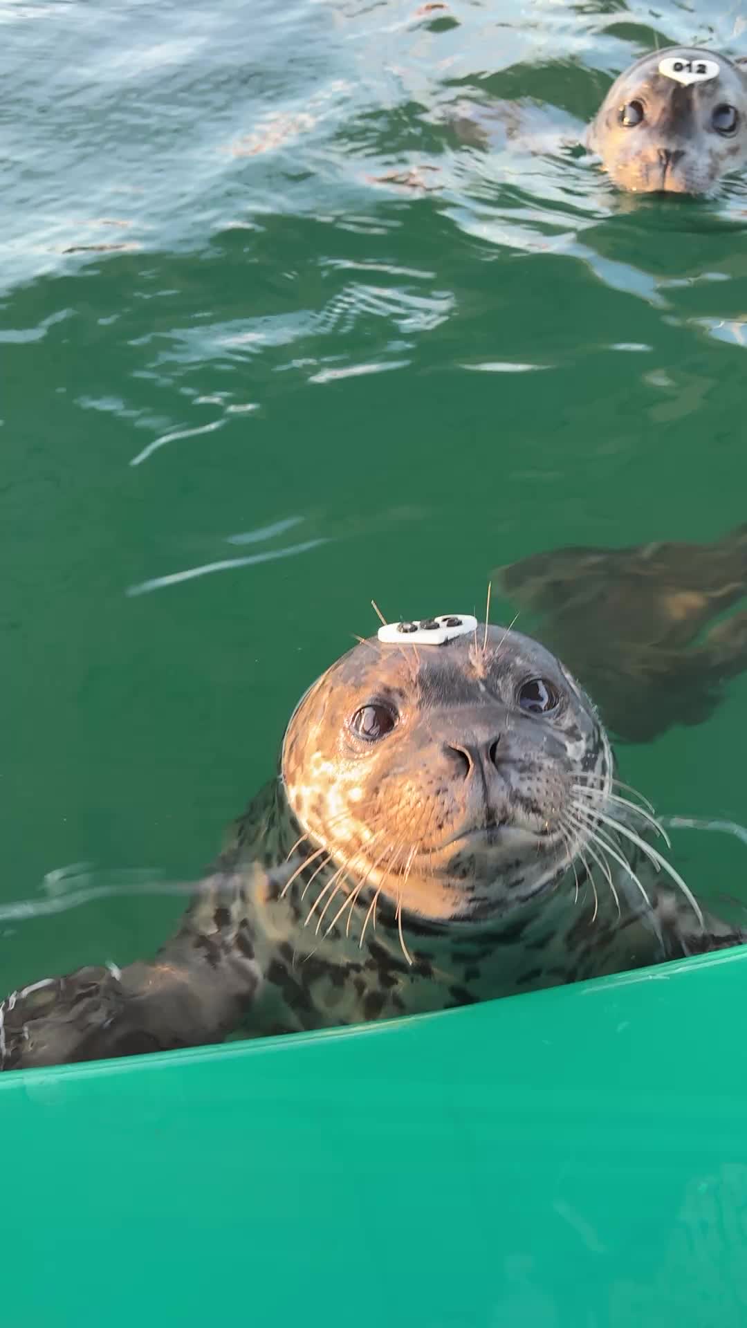 @Marine Mammal Rescue Society