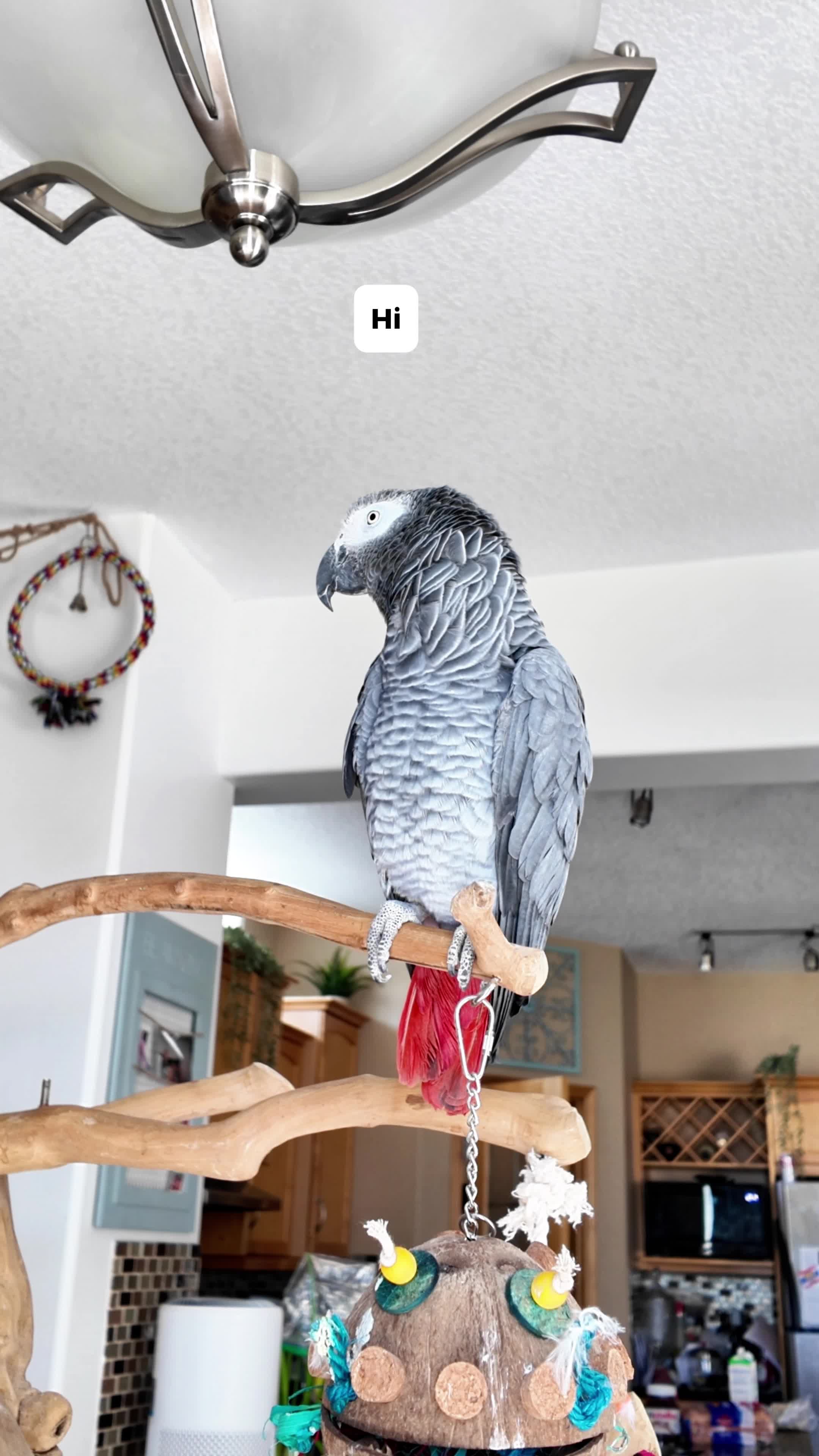 @Gizmo The Grey Bird