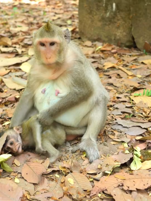 @Monkey Cambodia