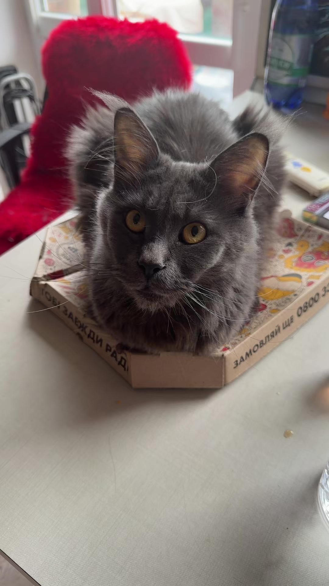 @PARAKENTOS*UA Maine coon