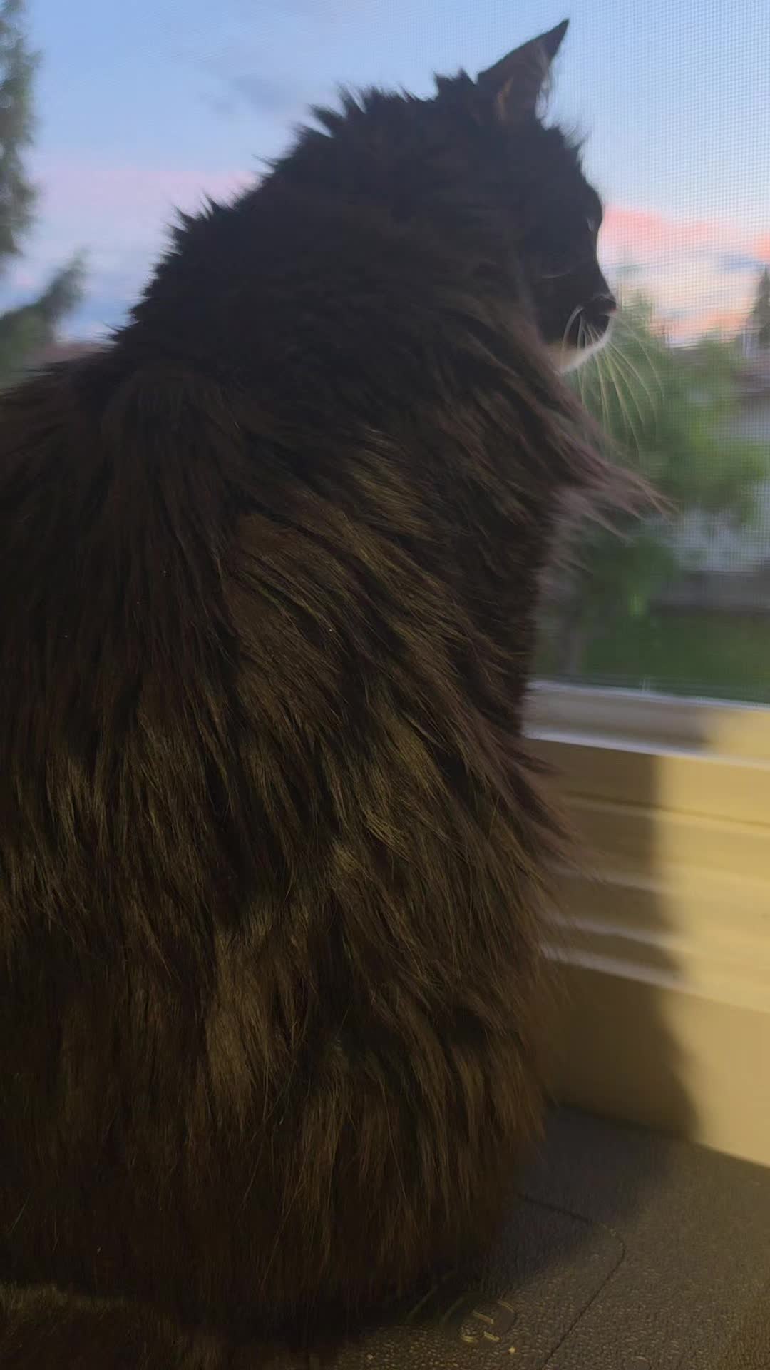 @AtticaTheTuxedoCat