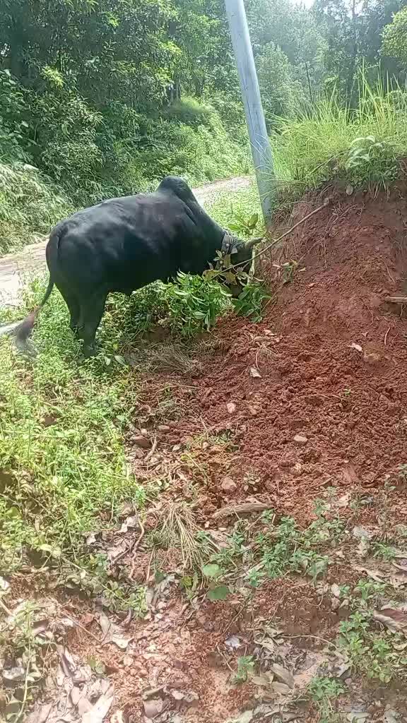 @Tanahun tiger