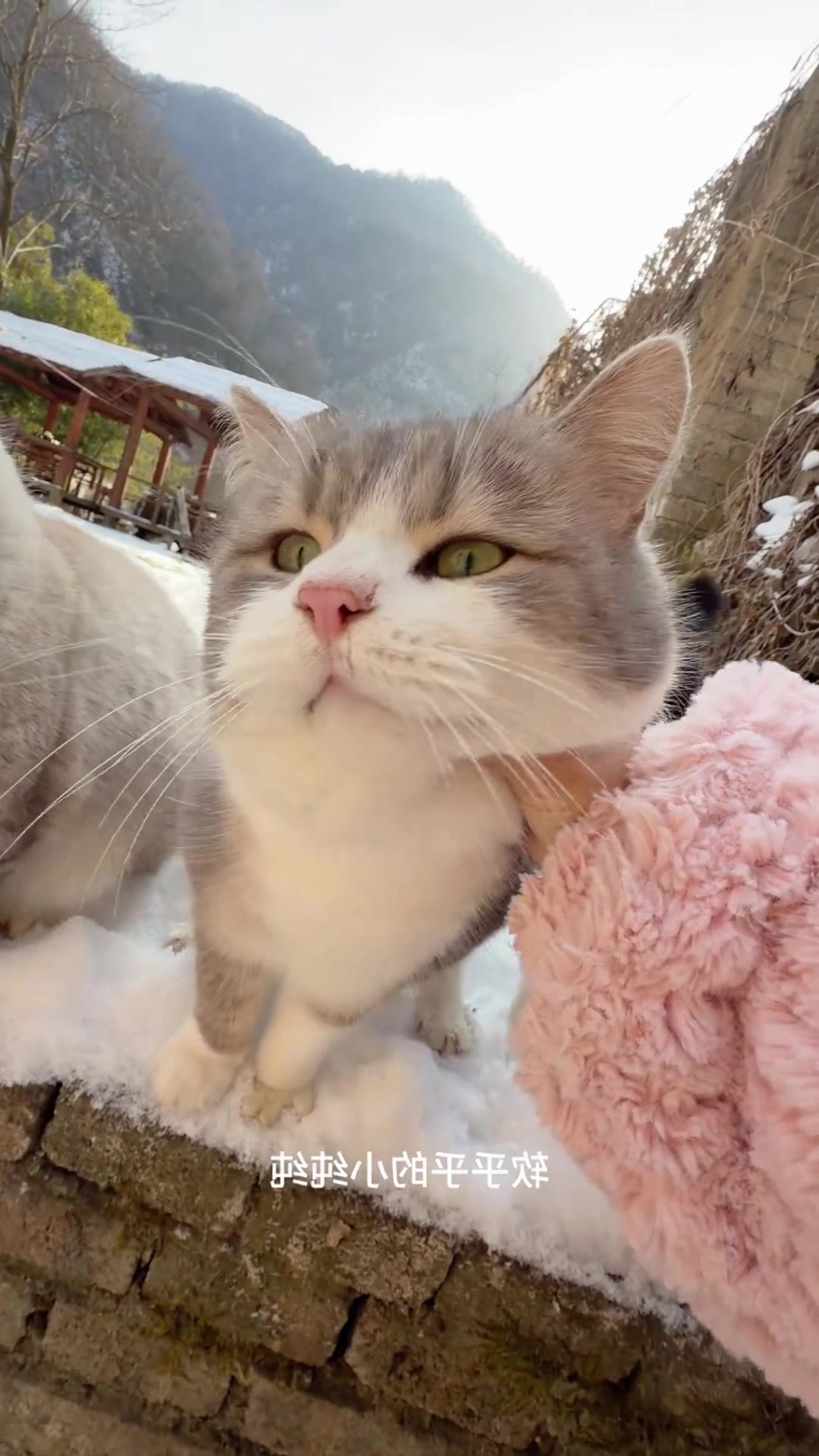 @Cute_kitten