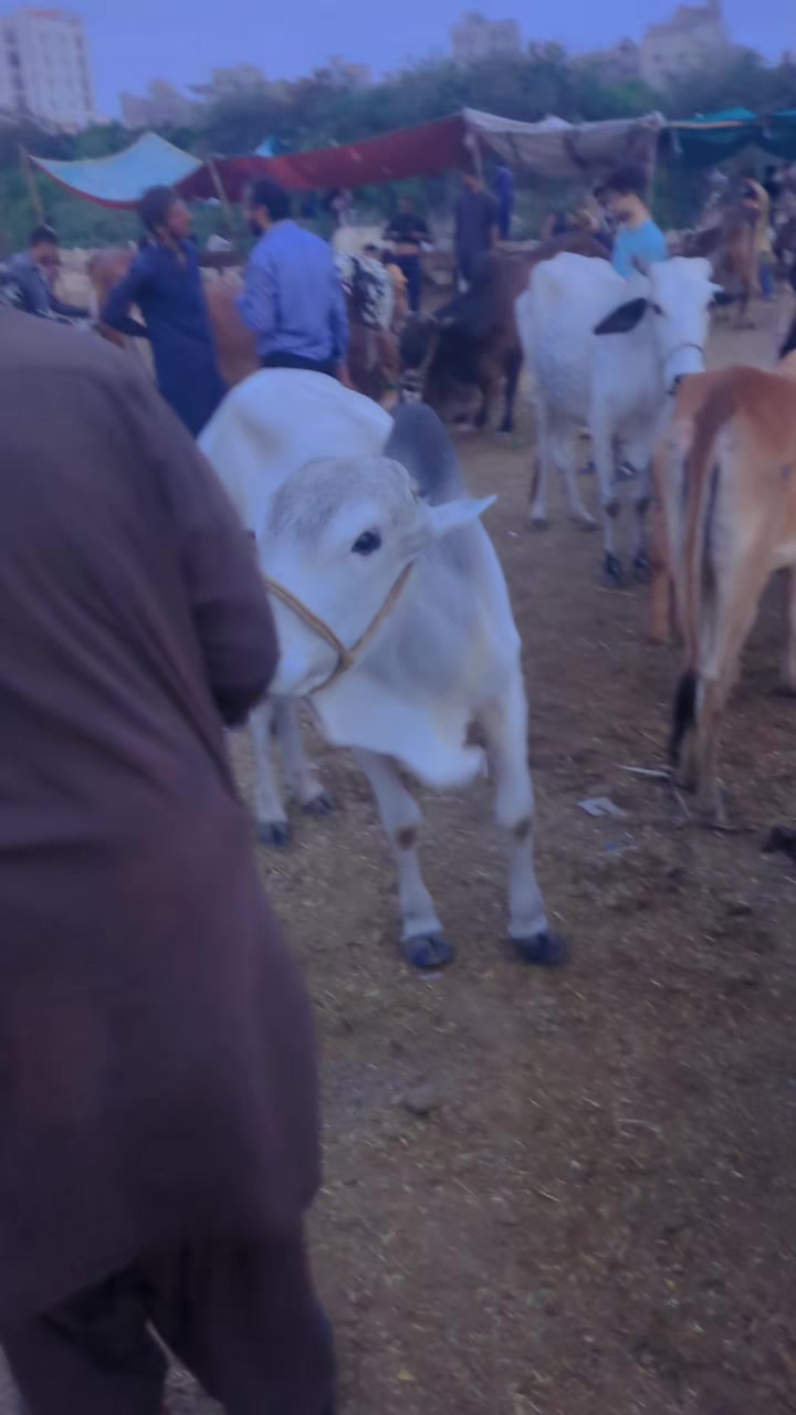 @🔥 ★ بـاغـی غـنـی ★🦅