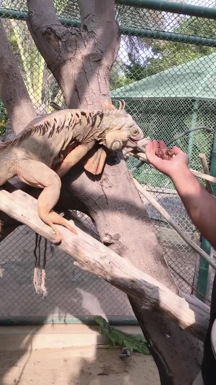 @irshadali123482