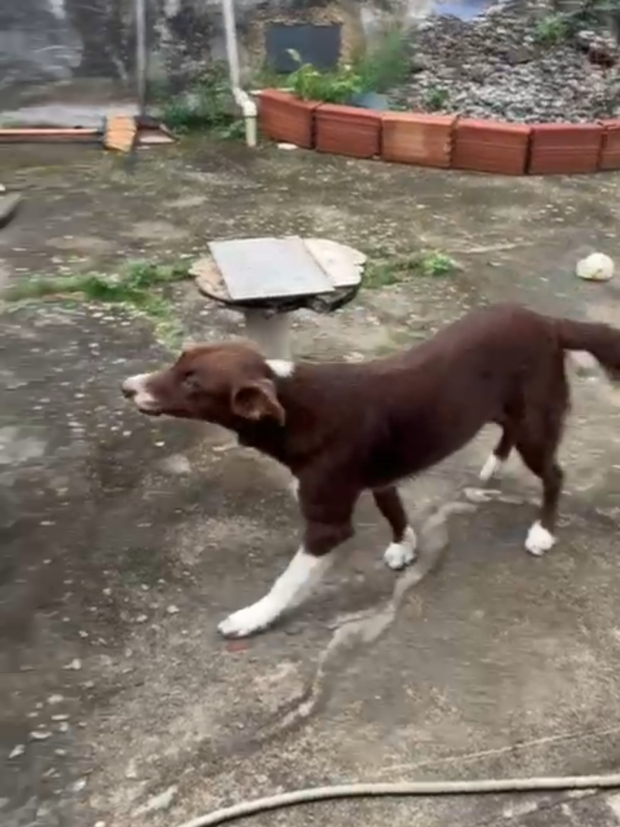 @Família border collie