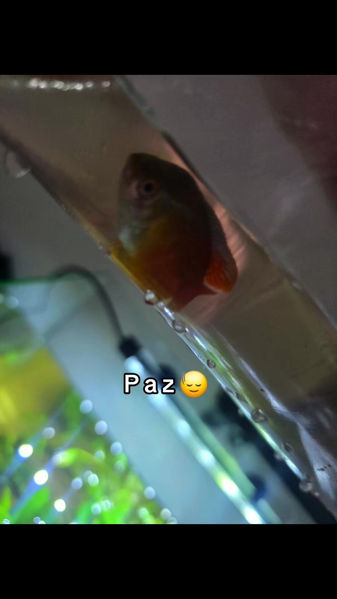 @Acuario Zoo Fish💙