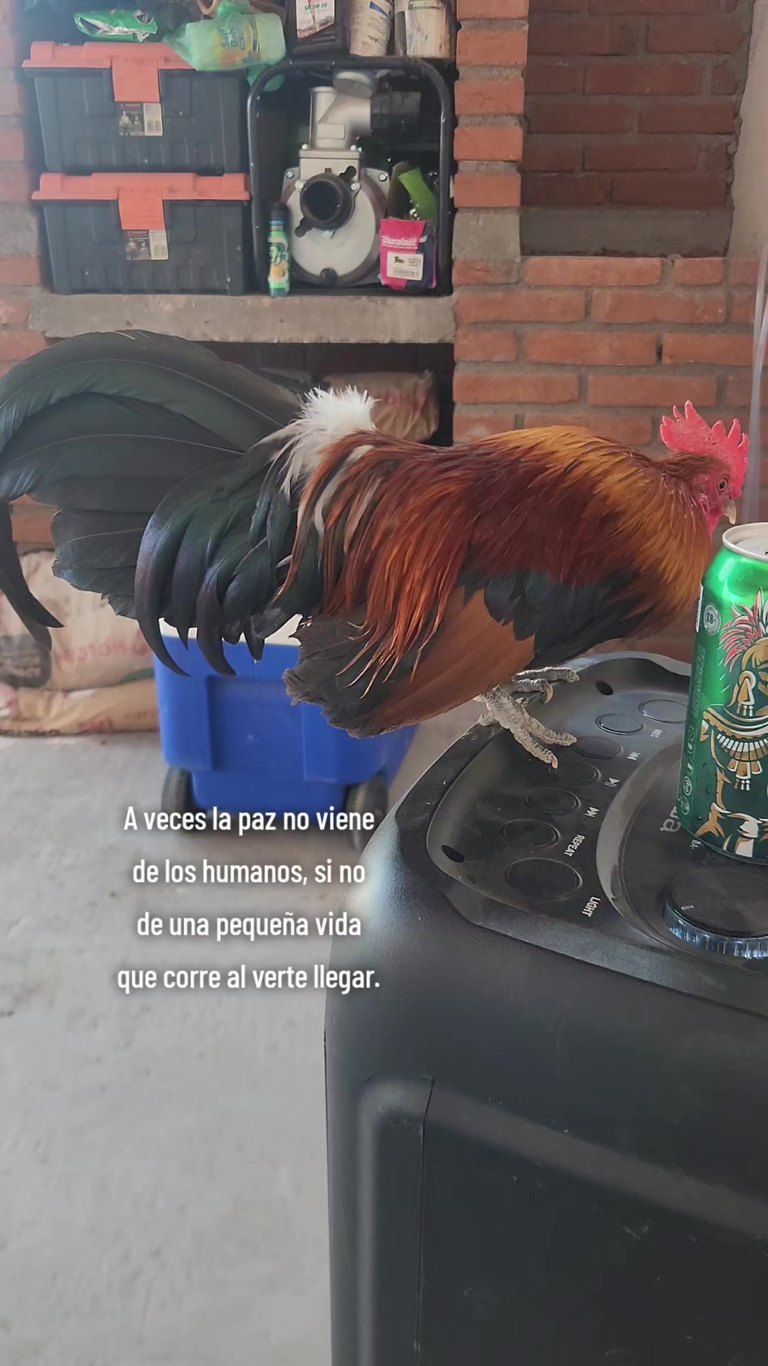 @El De La 450 Negra