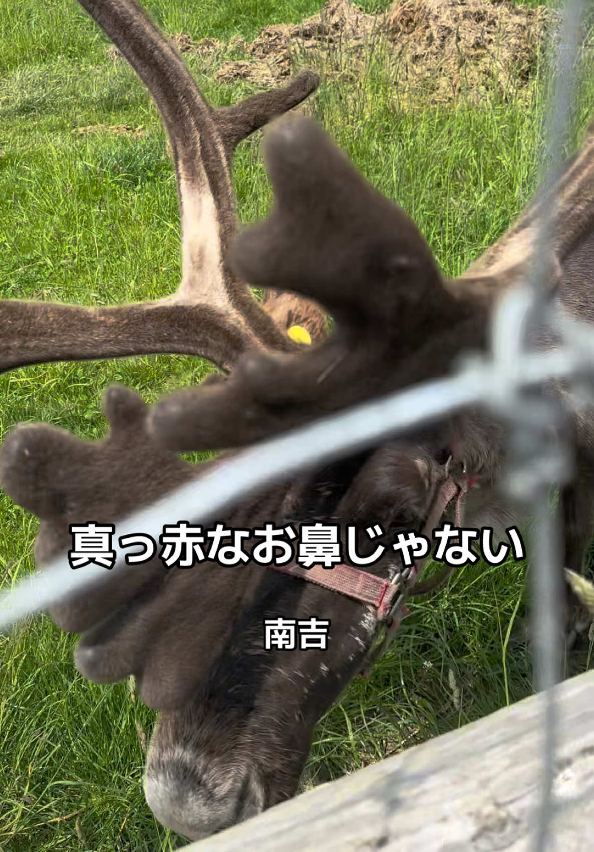 @モミゴンJK(南吉)
